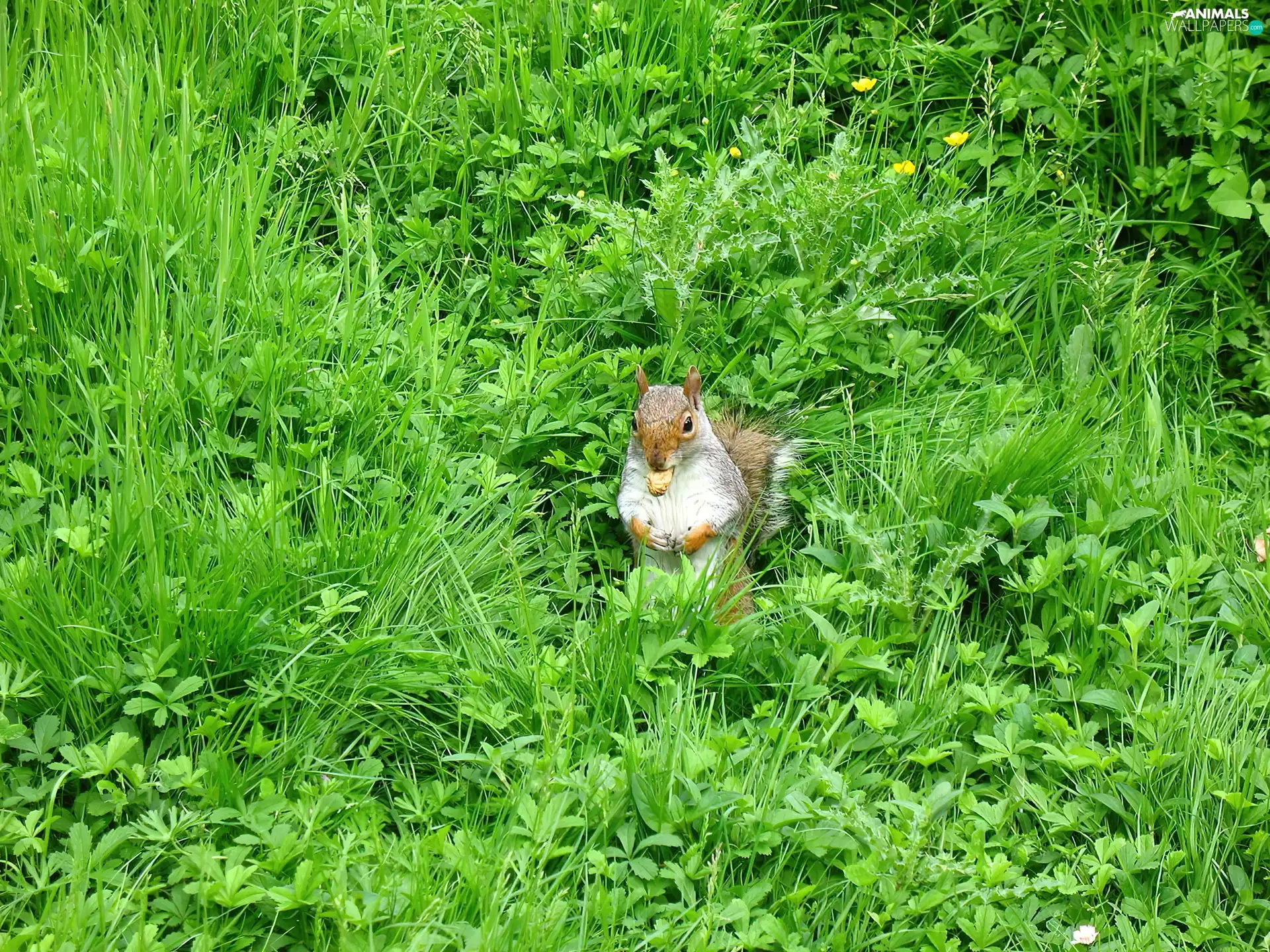 grass, squirrel, nut