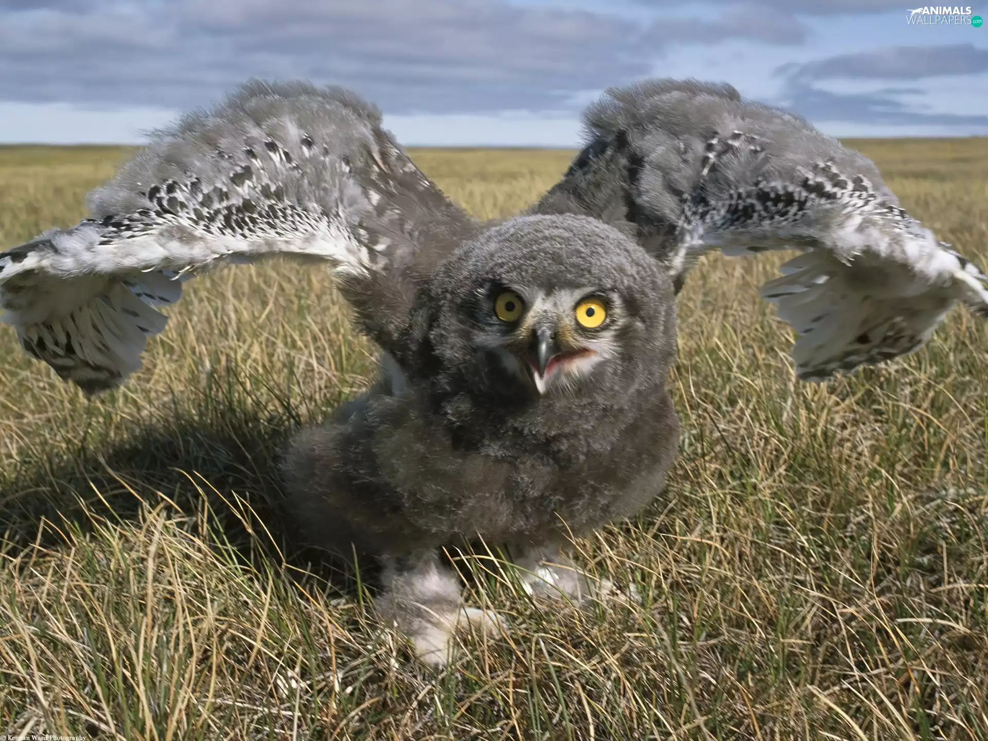 owl, wings, chick, grass