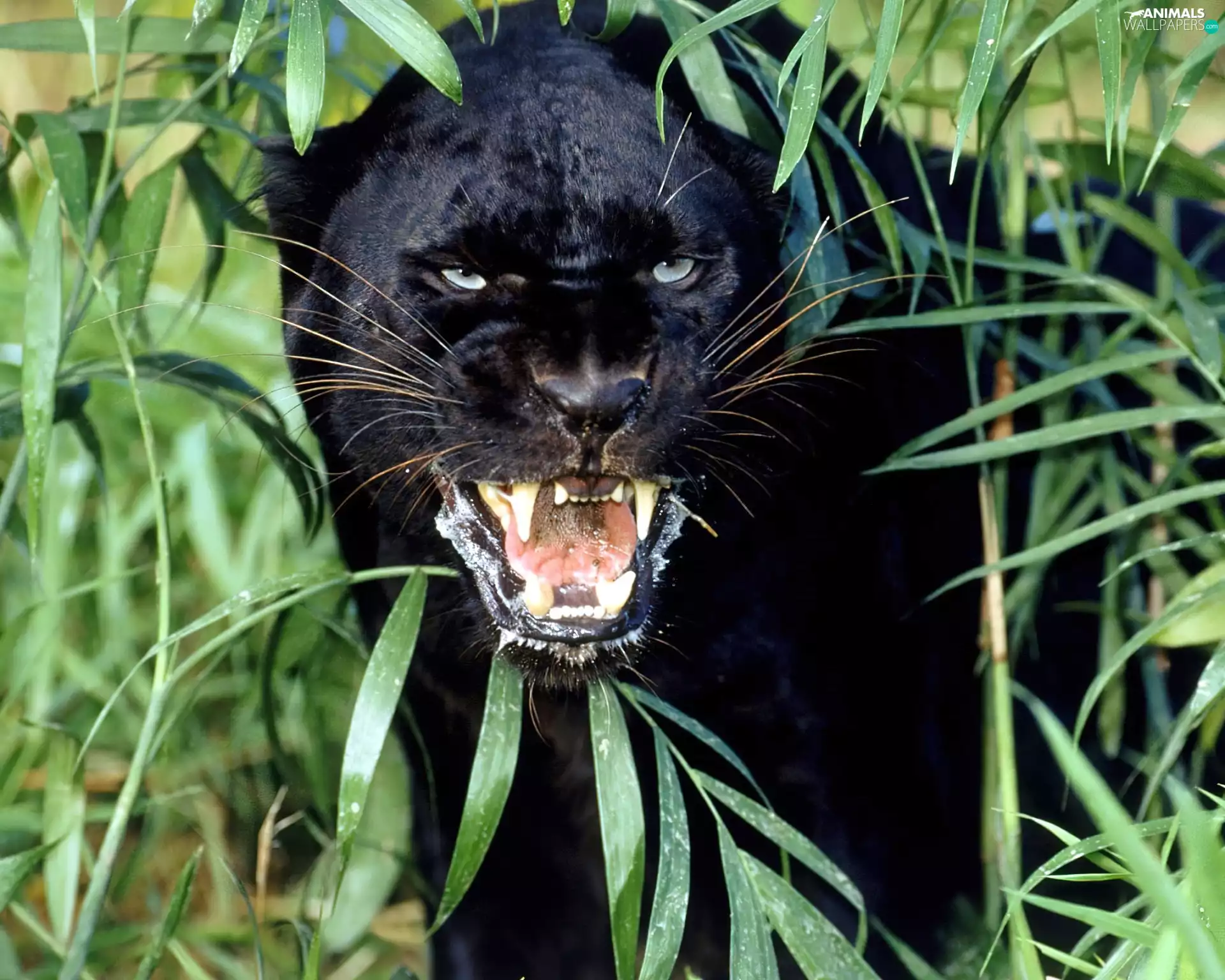 grass, black, Panther