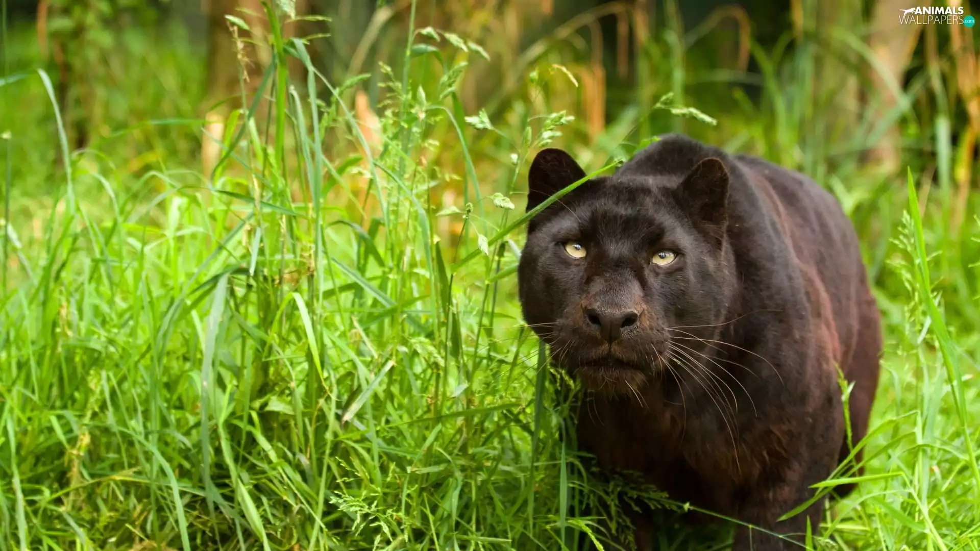 grass, black, Panther