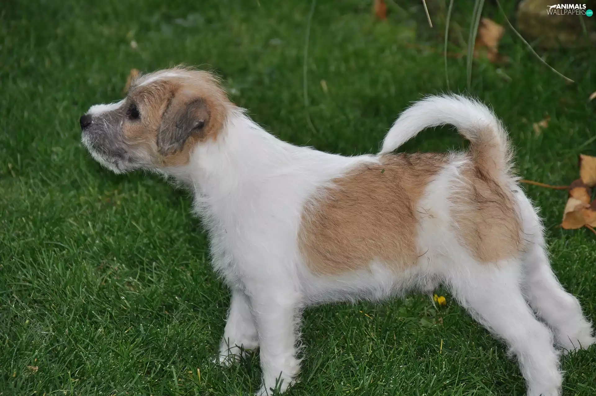 Parson Russell Terrier, grass