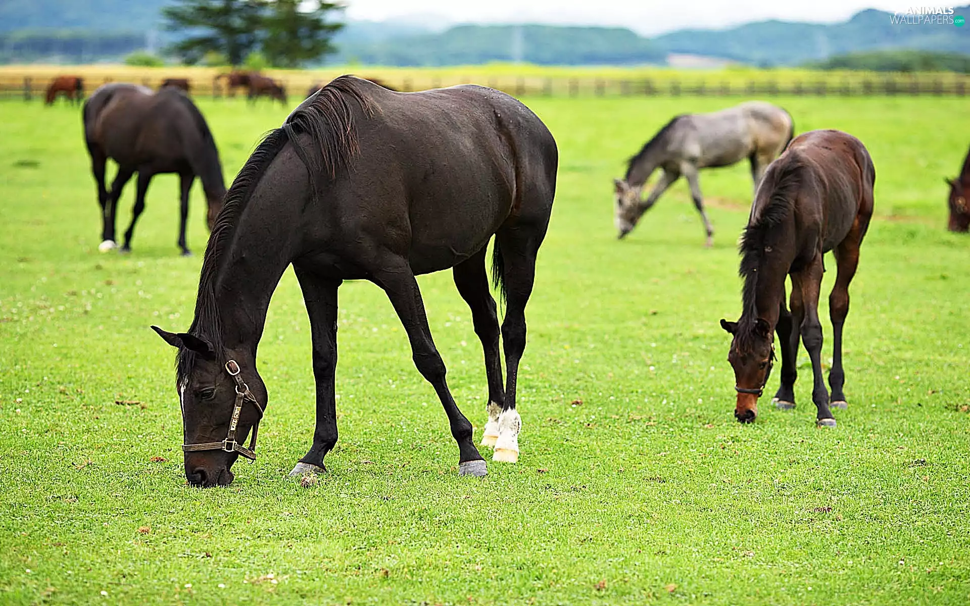 grass, bloodstock, pasture