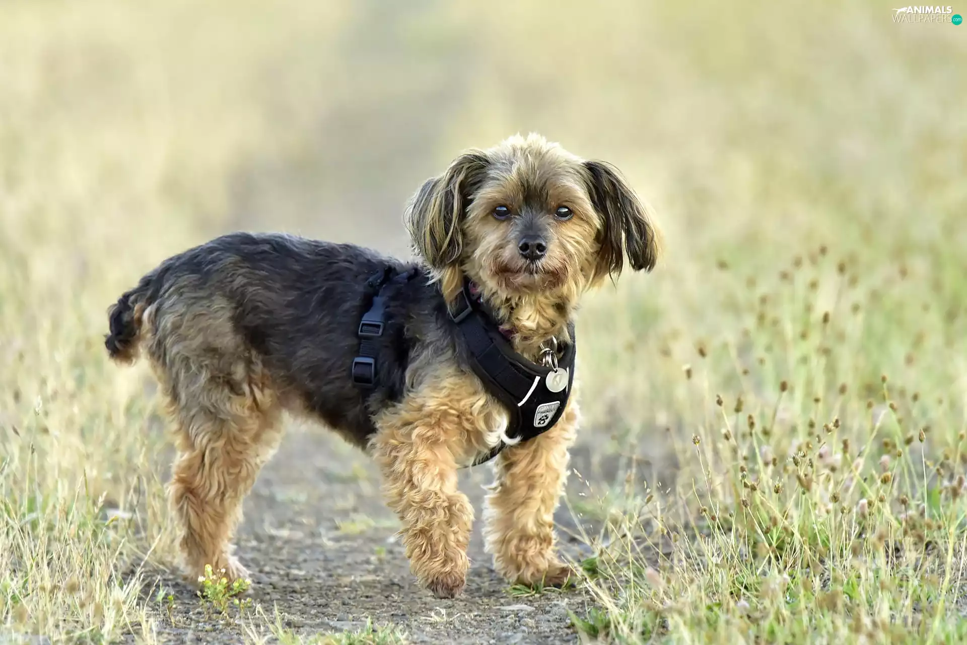 grass, dog, Path