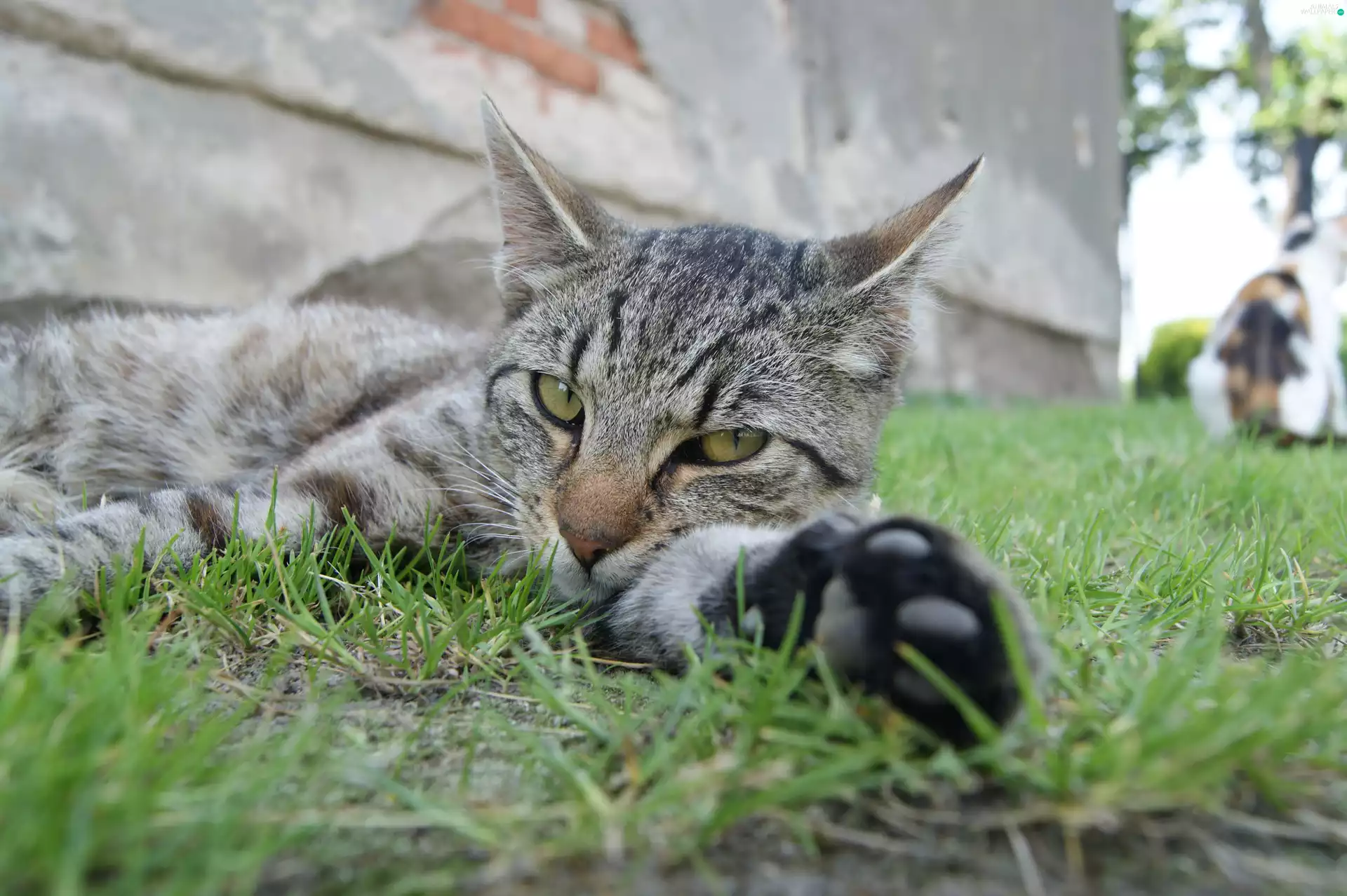 grass, cat, paw