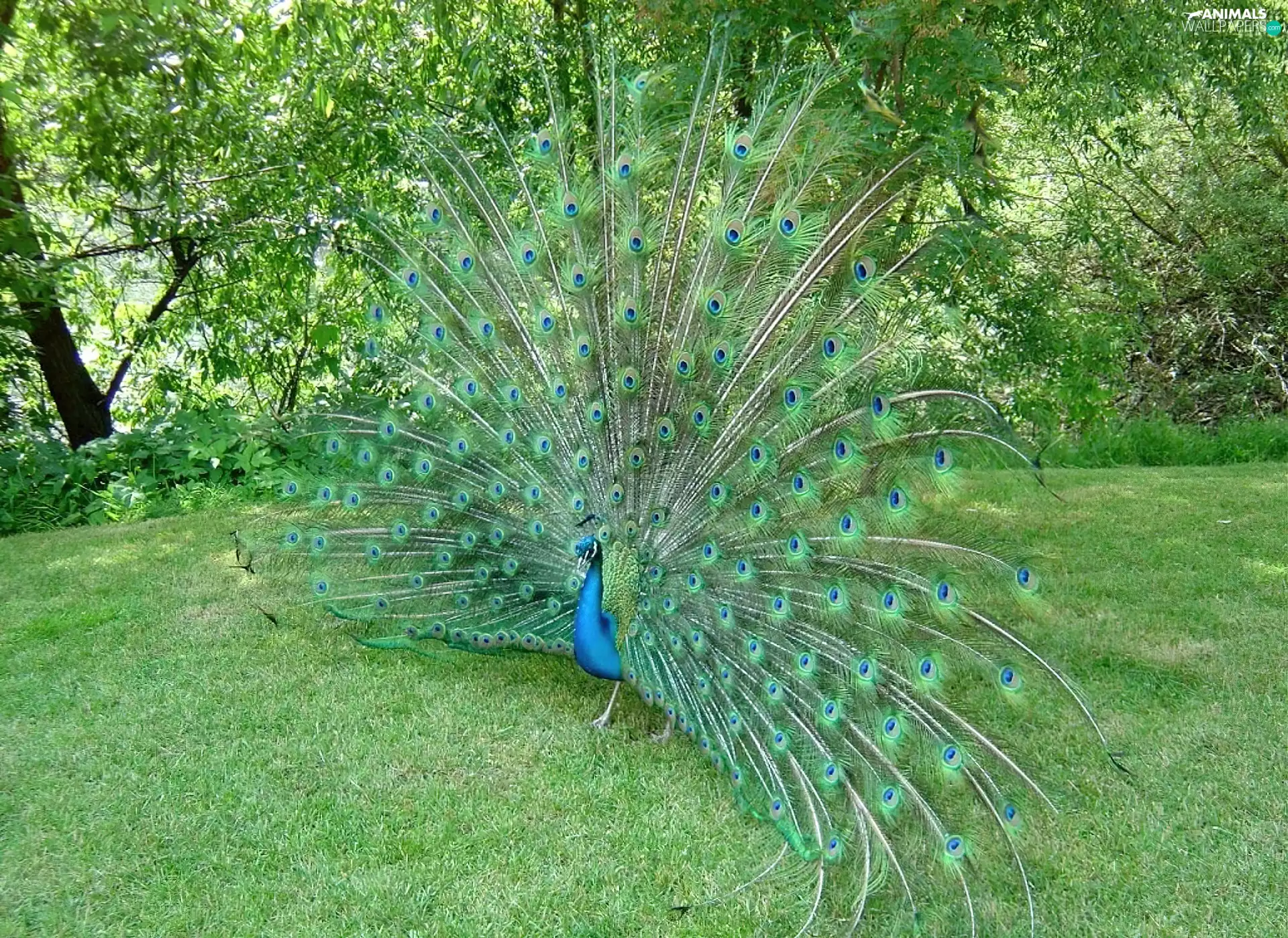 peacock, trees, viewes, grass