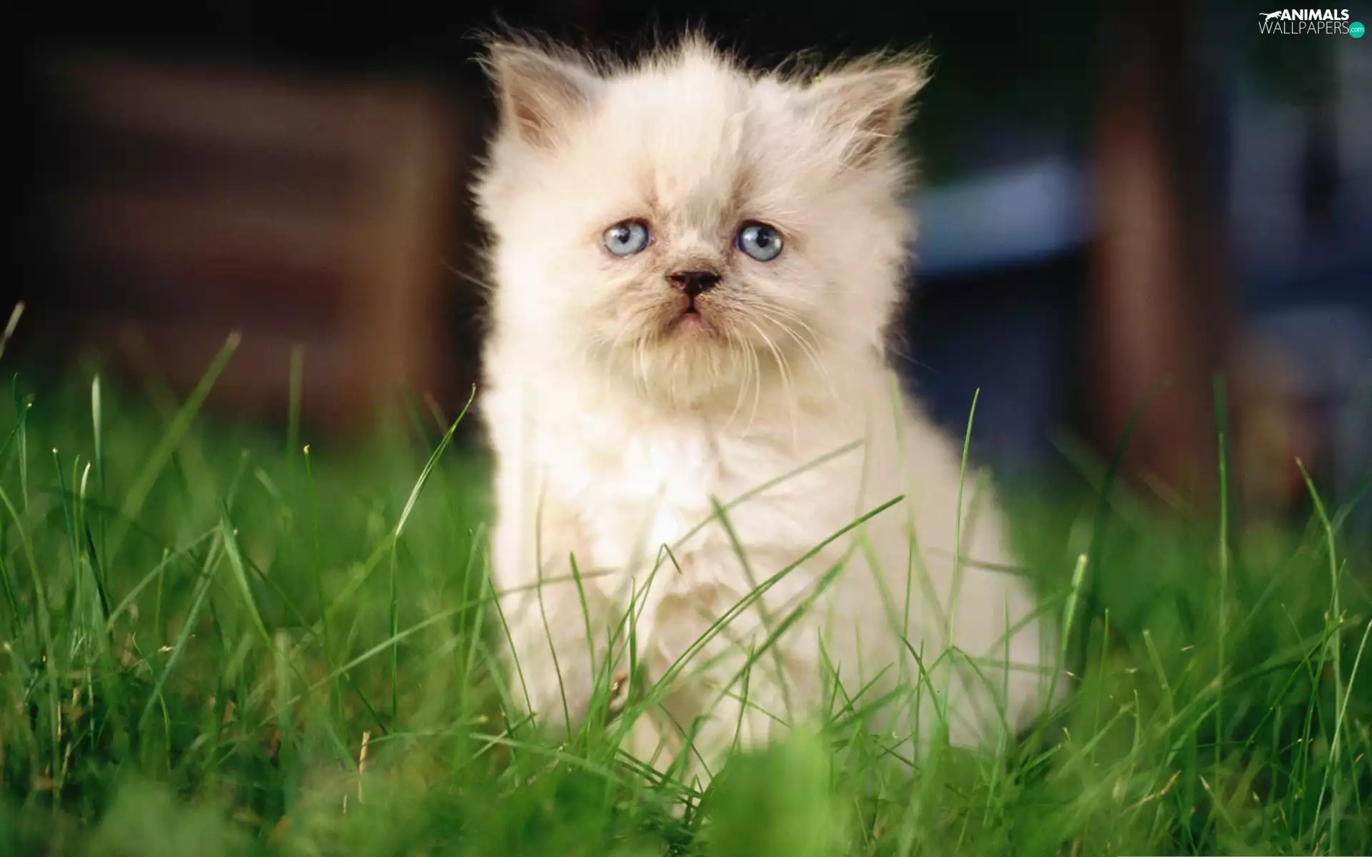 grass, kitten, persian