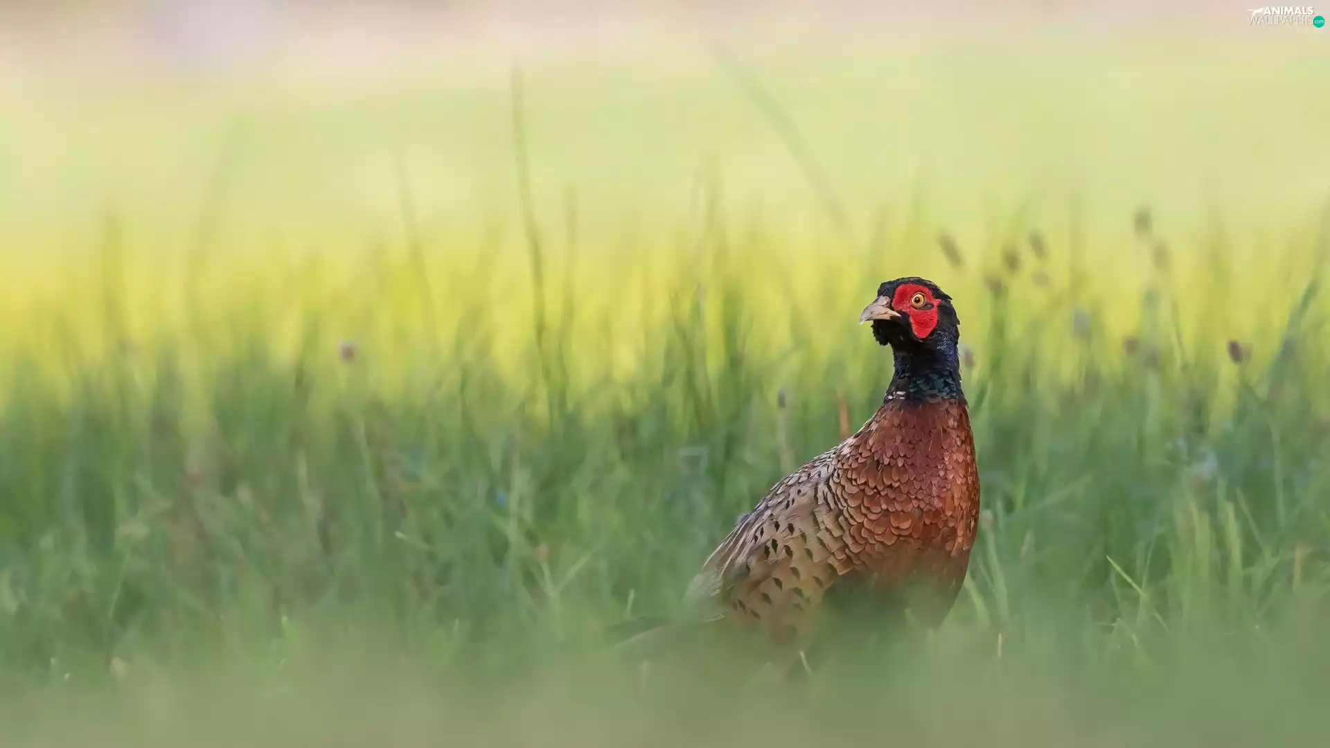 grass, Bird, pheasant