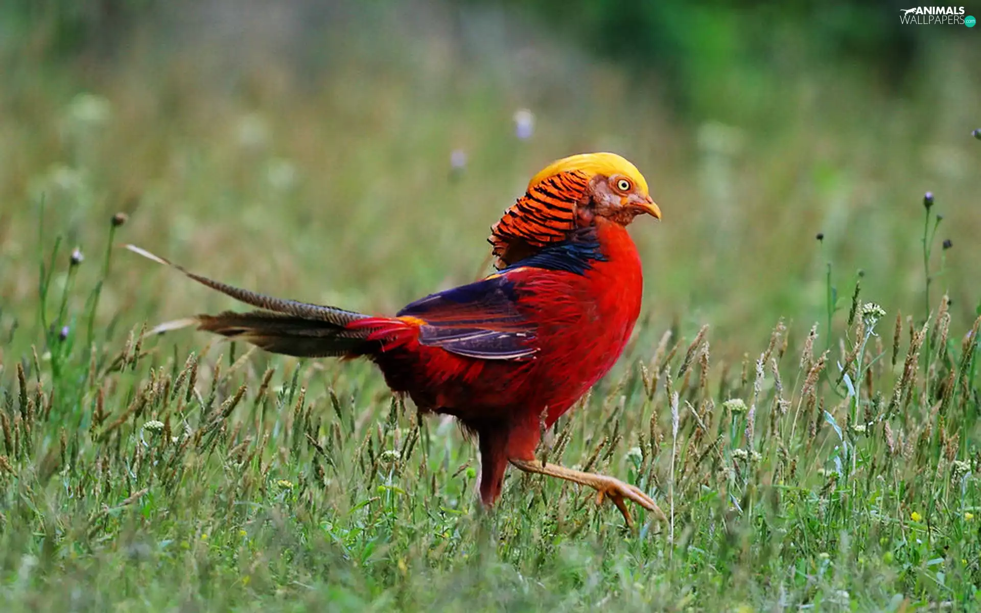 grass, Red, pheasant