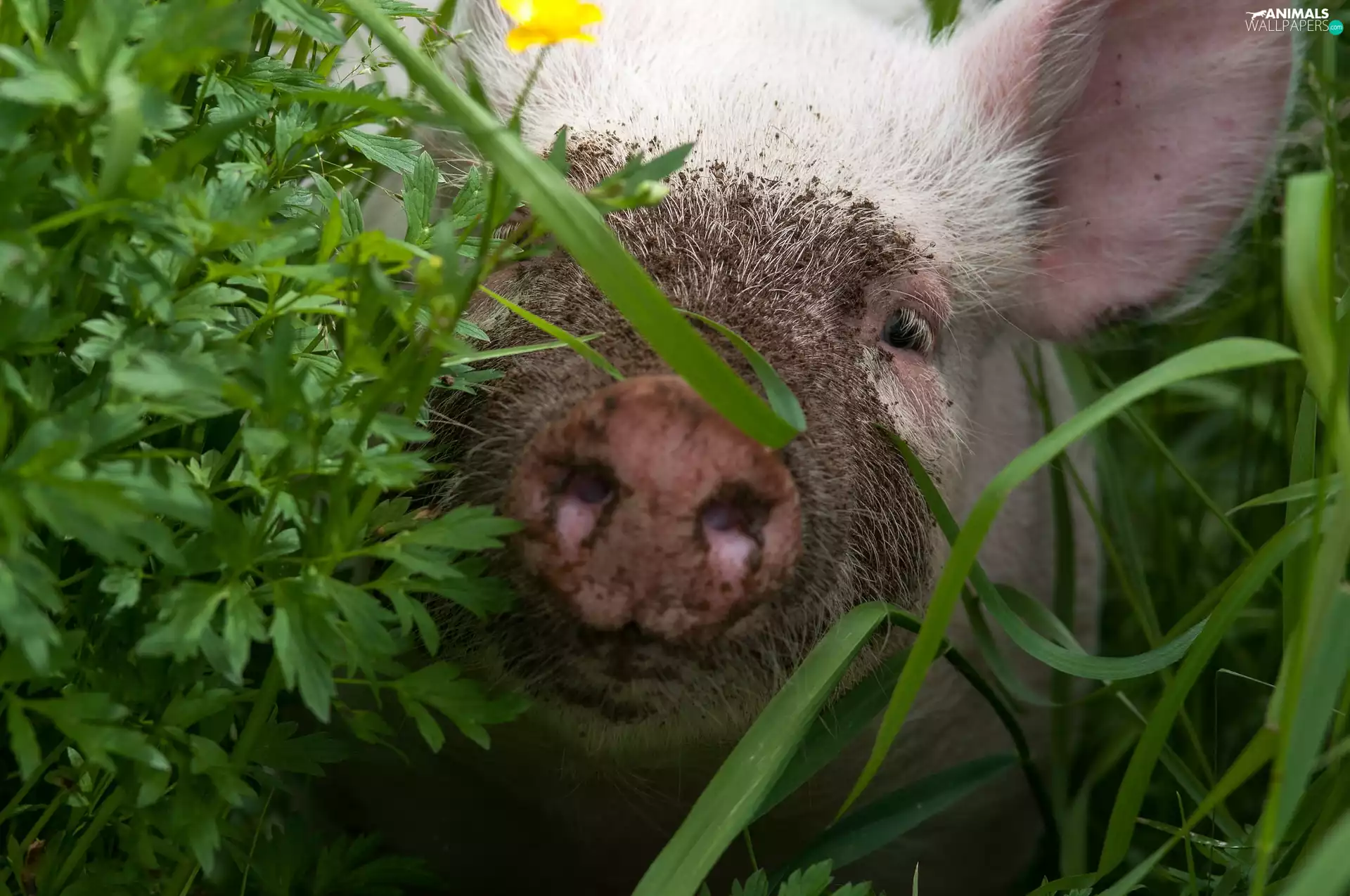 grass, muzzle, Piggs