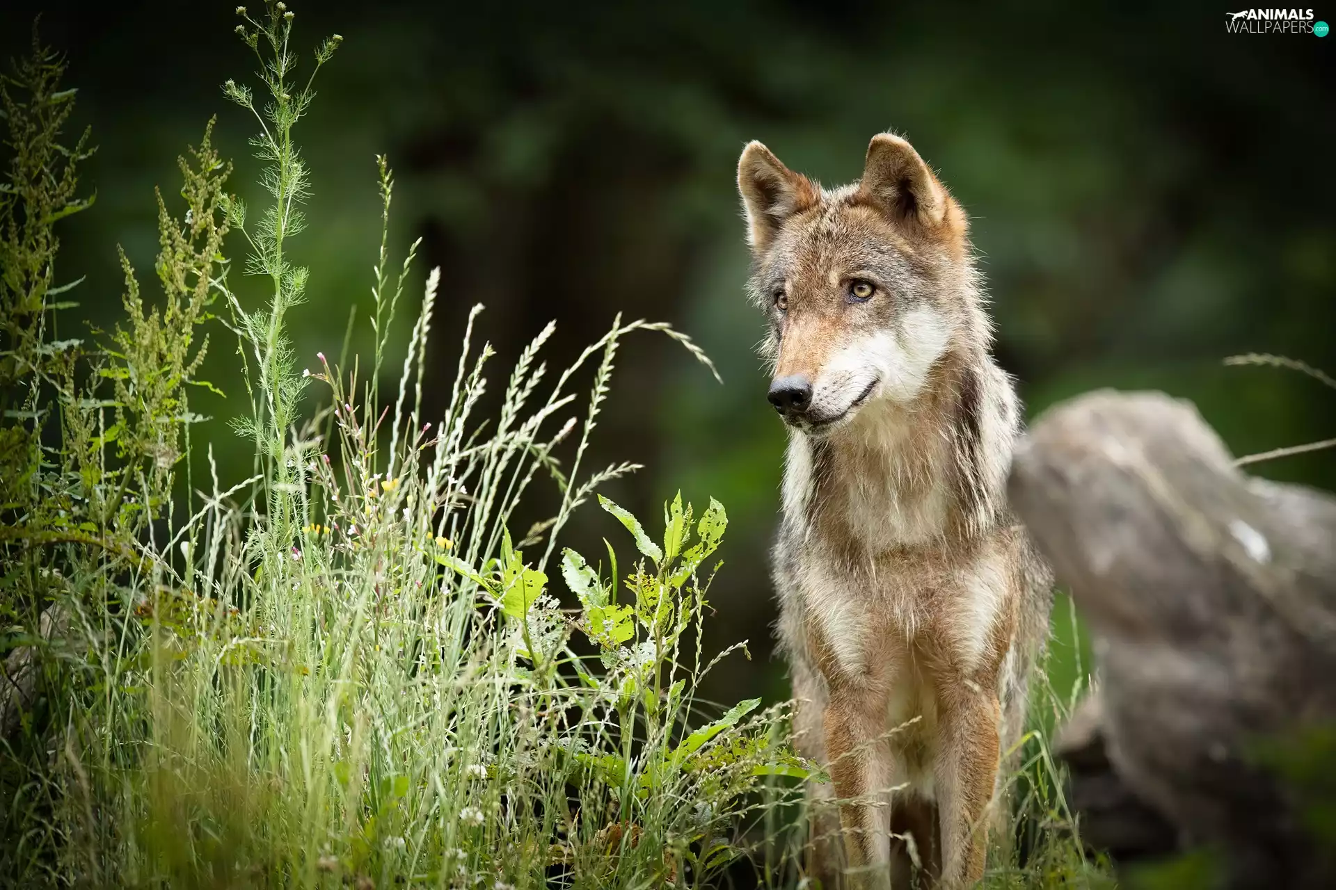 grass, Wolf, Plants