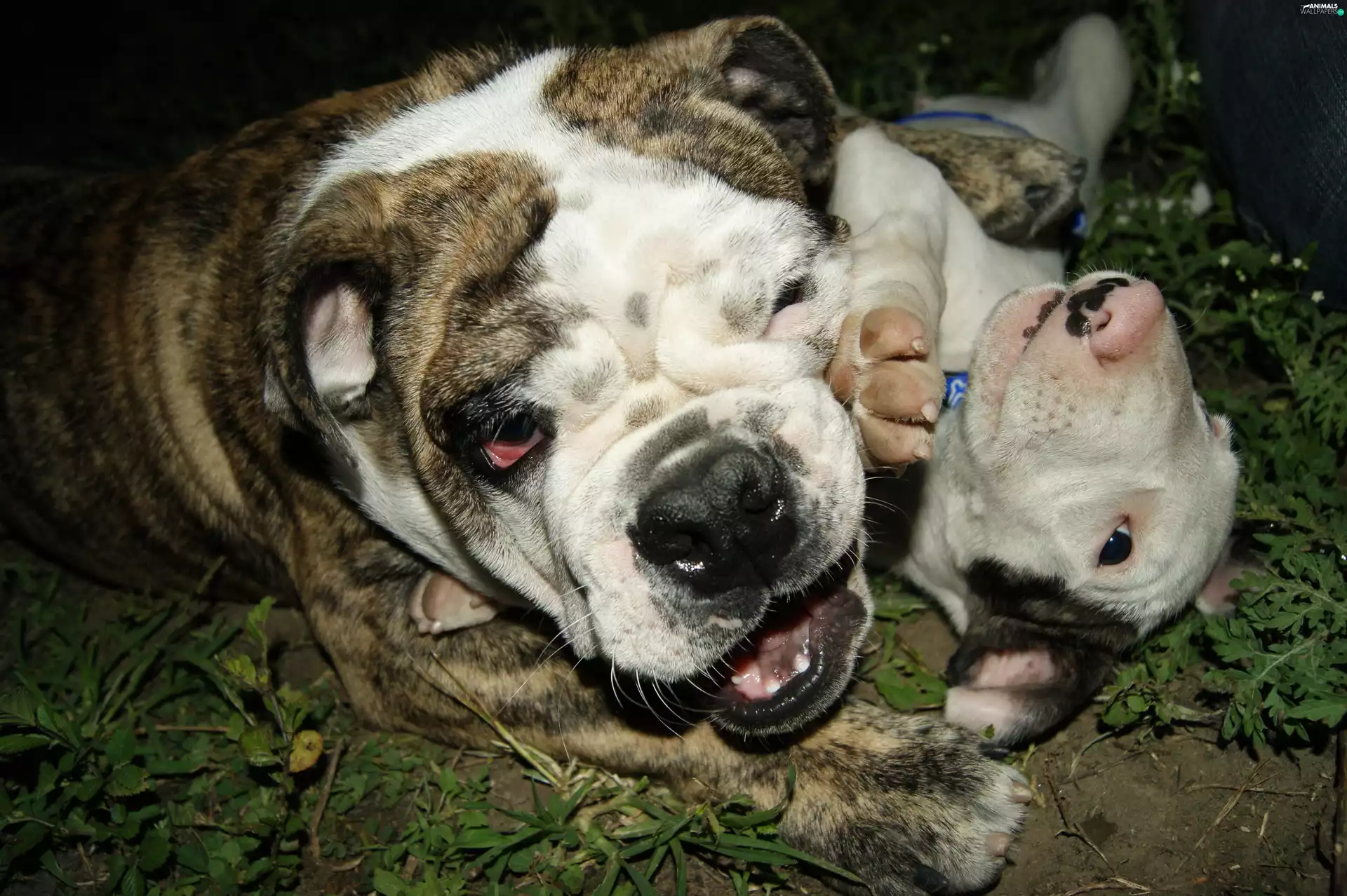 play, English Bulldog, grass