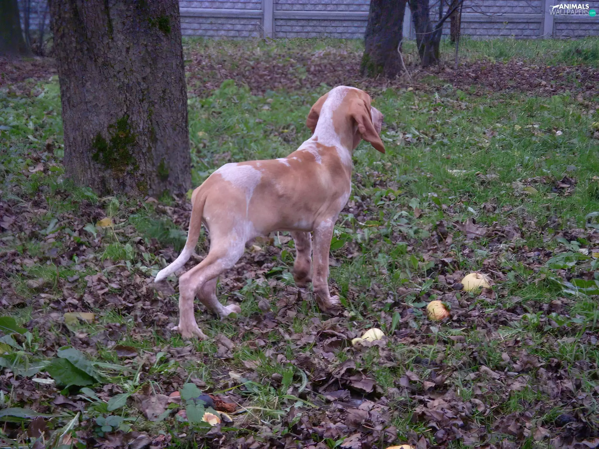 Italian Shorthair Pointer, grass, Leaf, Bracco italiano