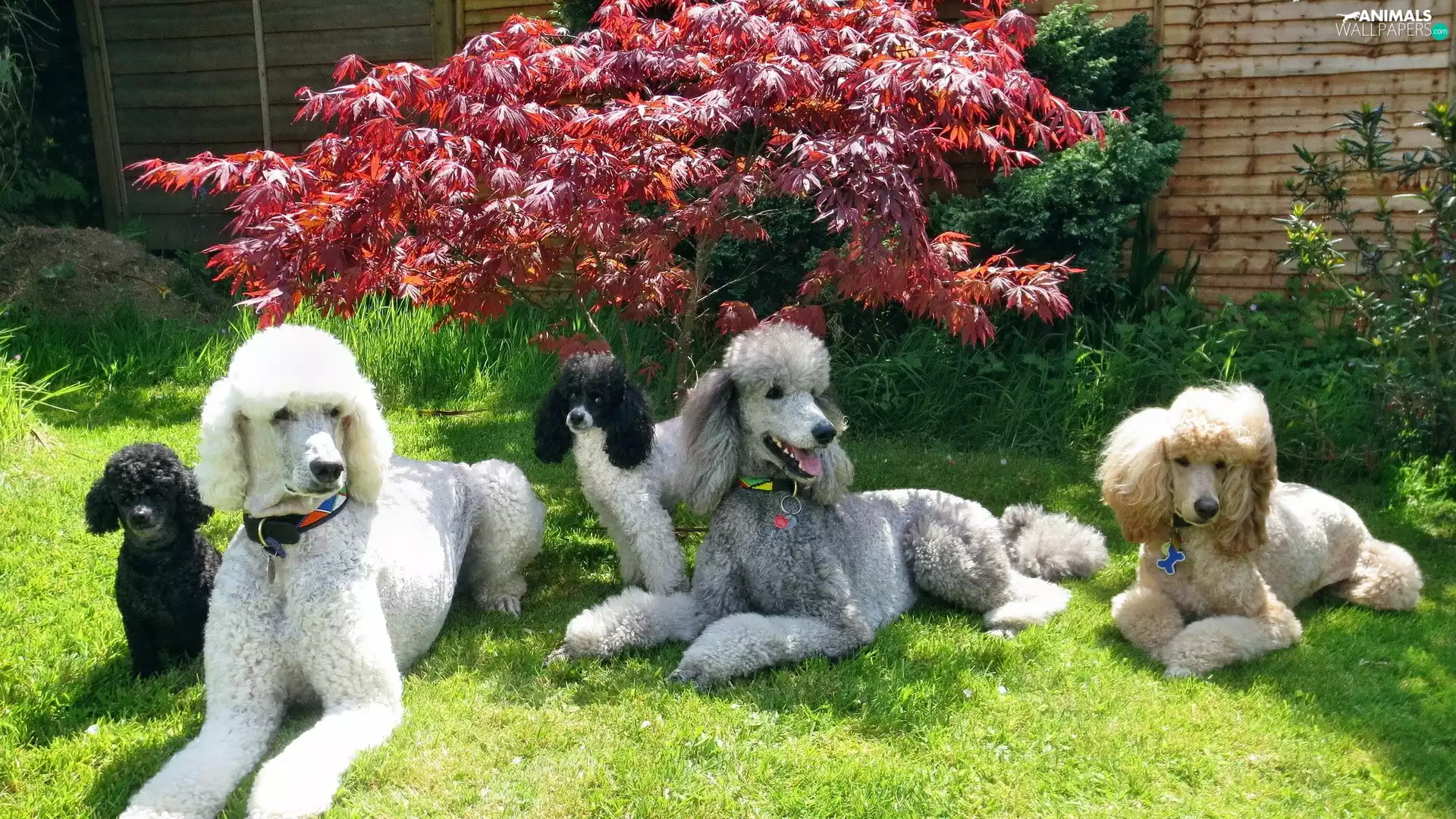 Bush, Dogs, Leaf, grass, Red, Poodles