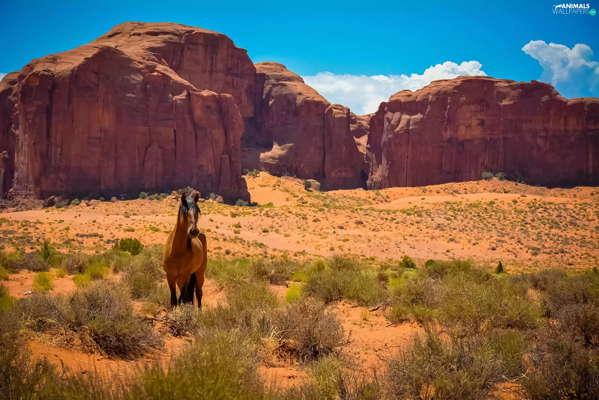 Bush, grass, prairie, rocks, Horse