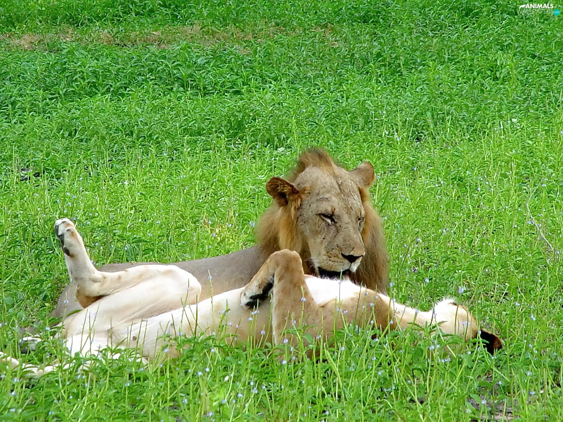grass, Lion, prey