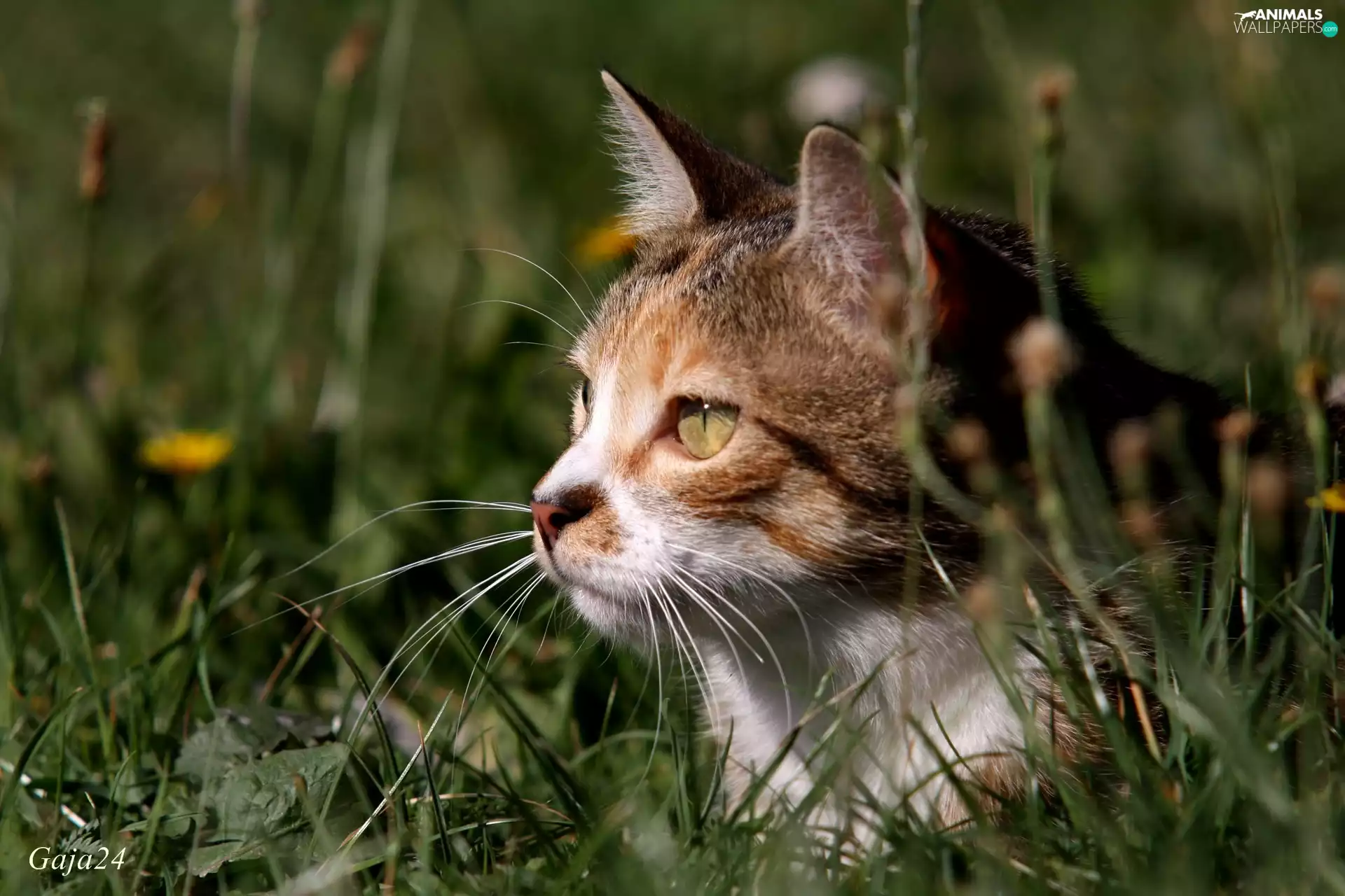 grass, cat, profile