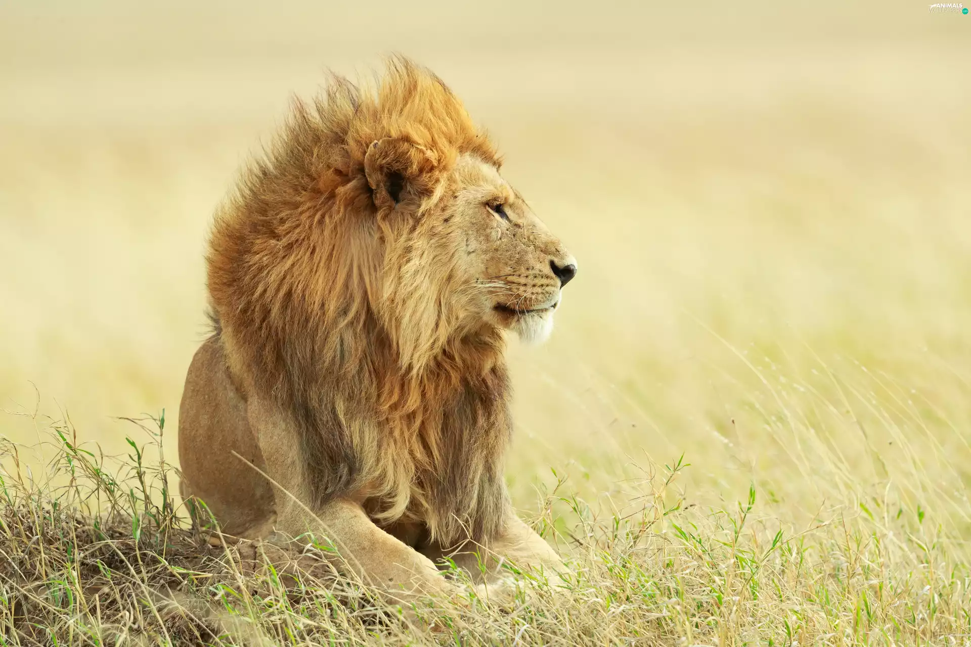 grass, Lion, profile