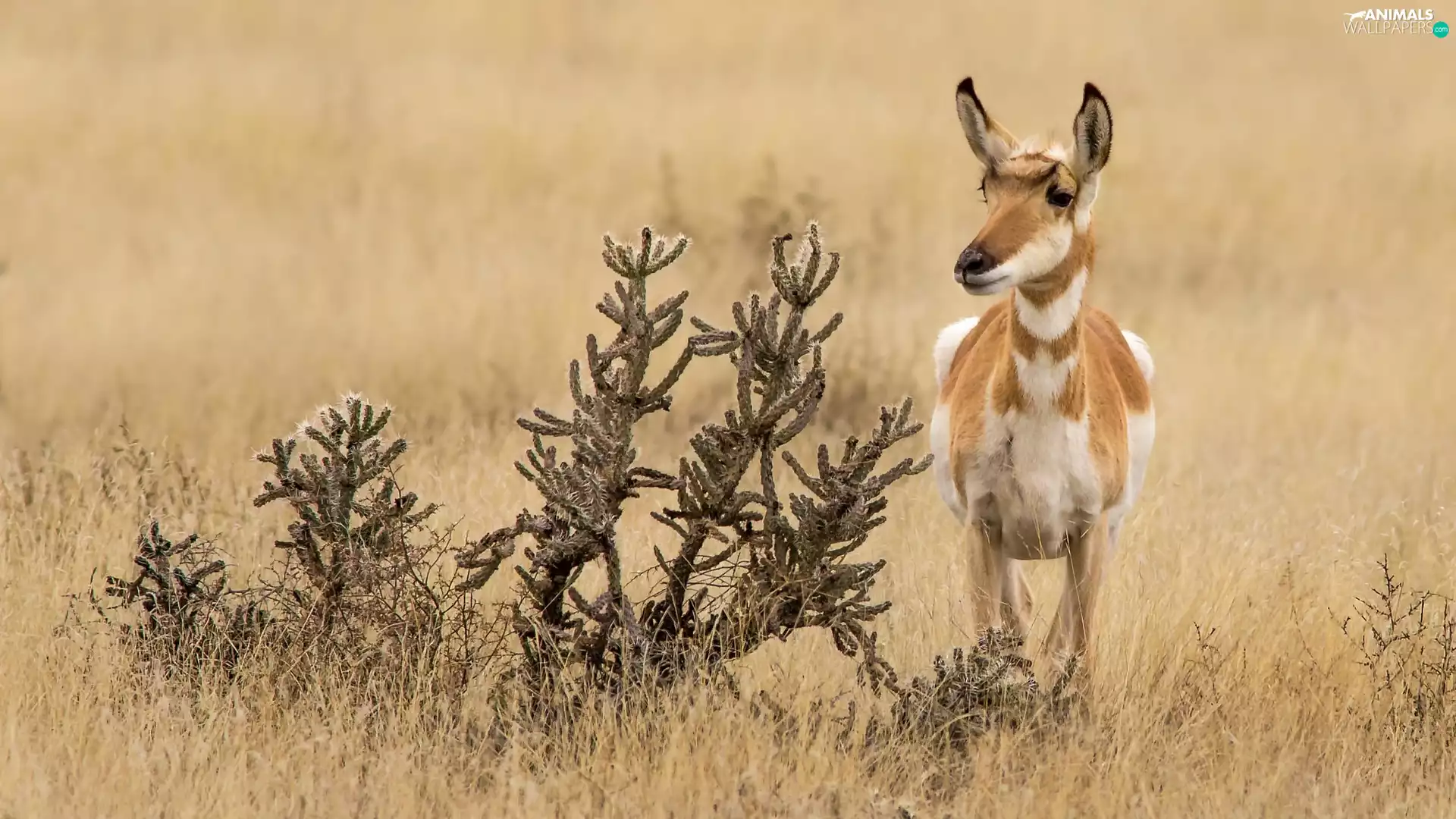 savanna, grass, Pronghorn, plant, Antelope