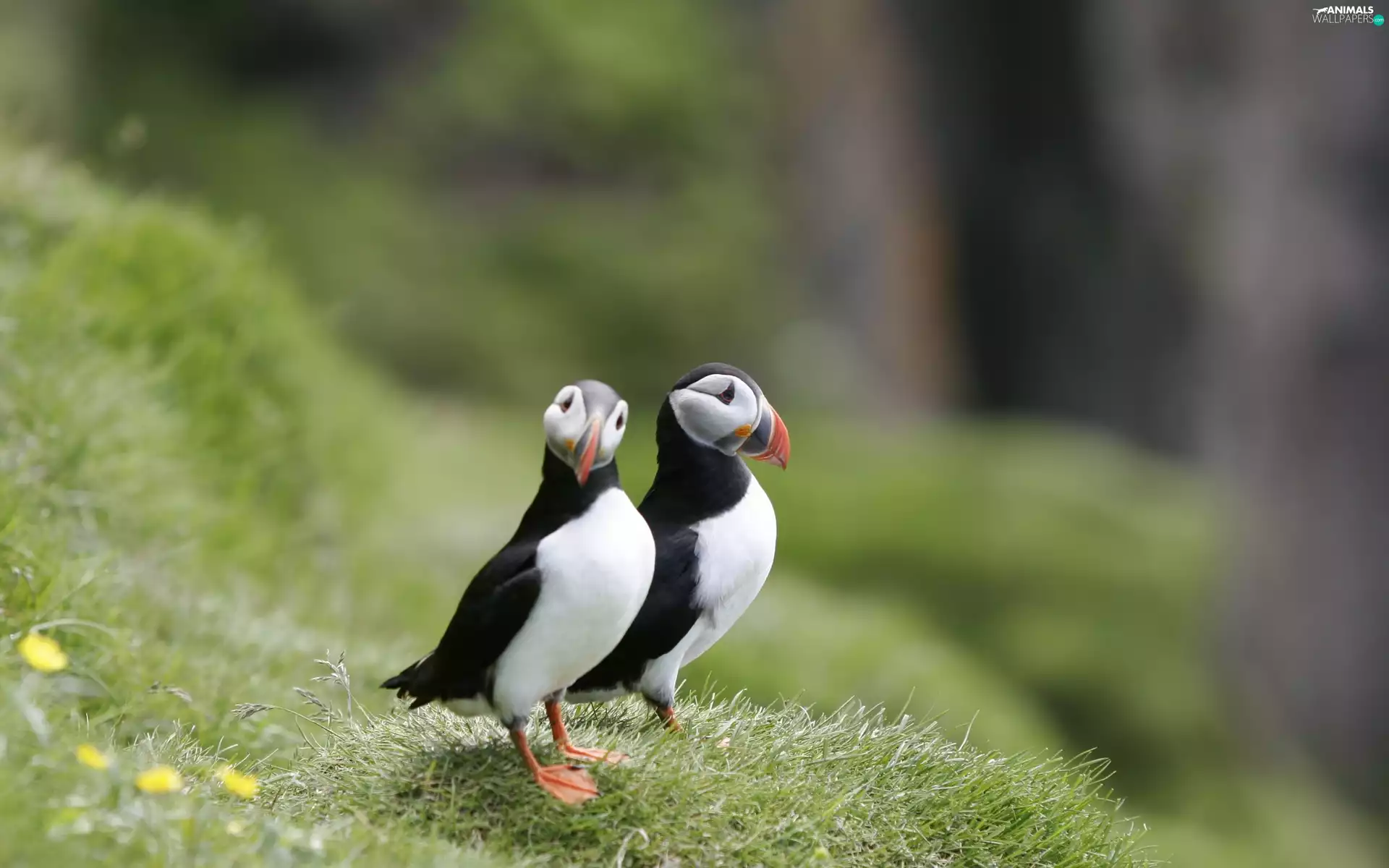 grass, birds, Puffins