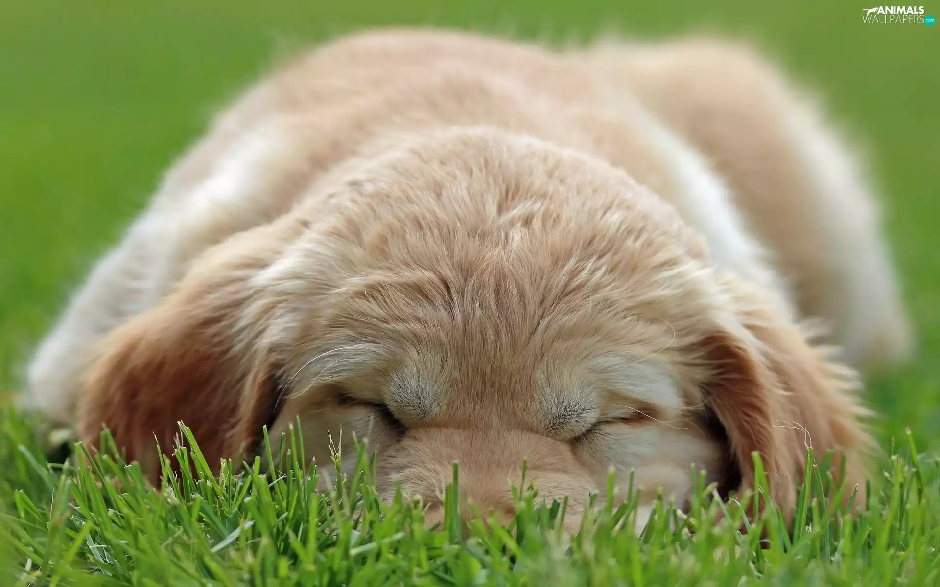 grass, sleepy, puppie