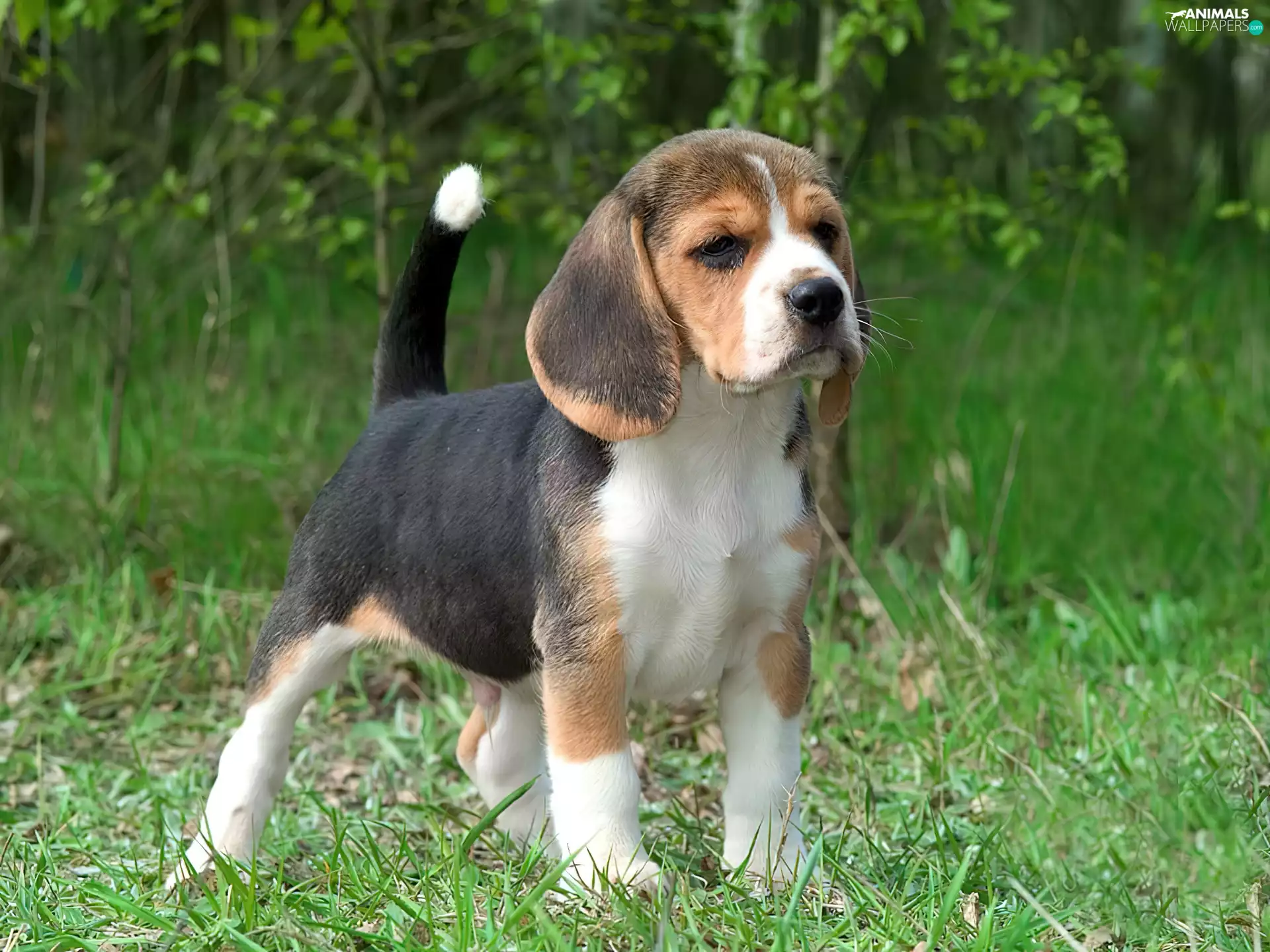 grass, Beagle, Puppy