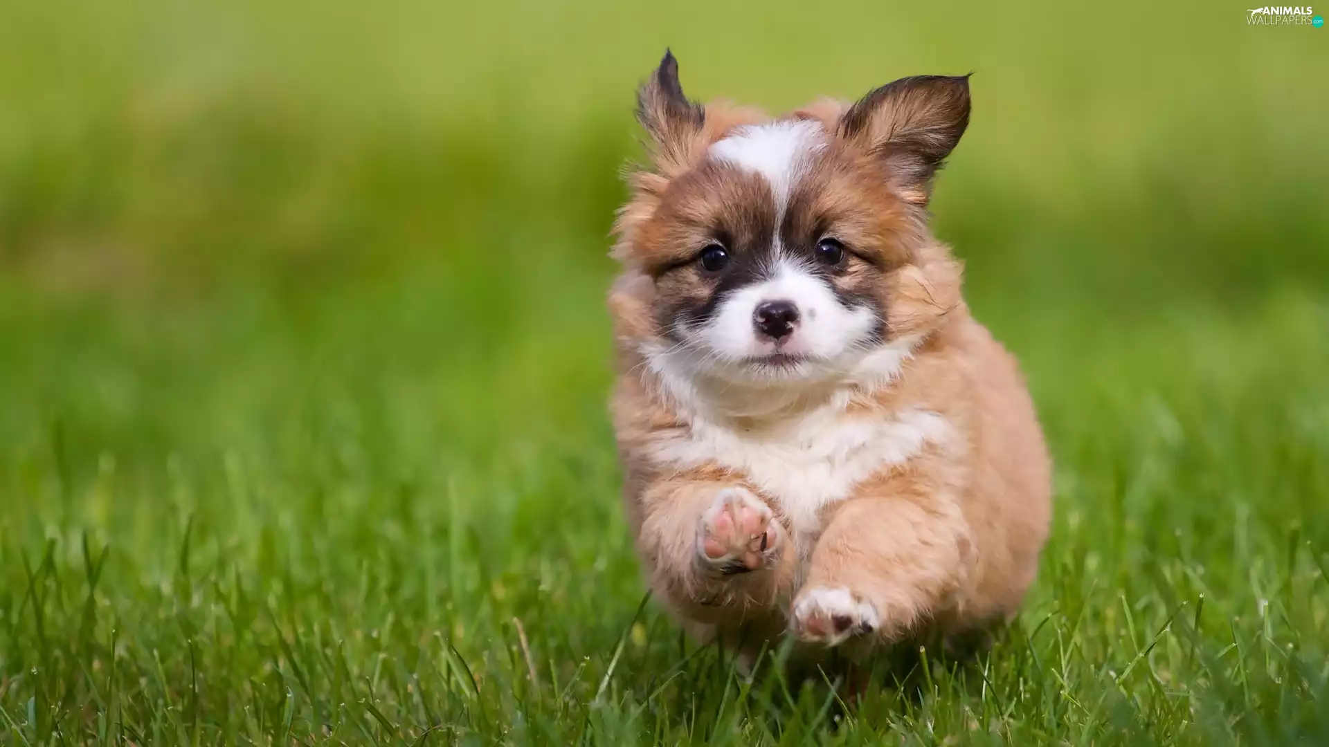 grass, Running, Puppy