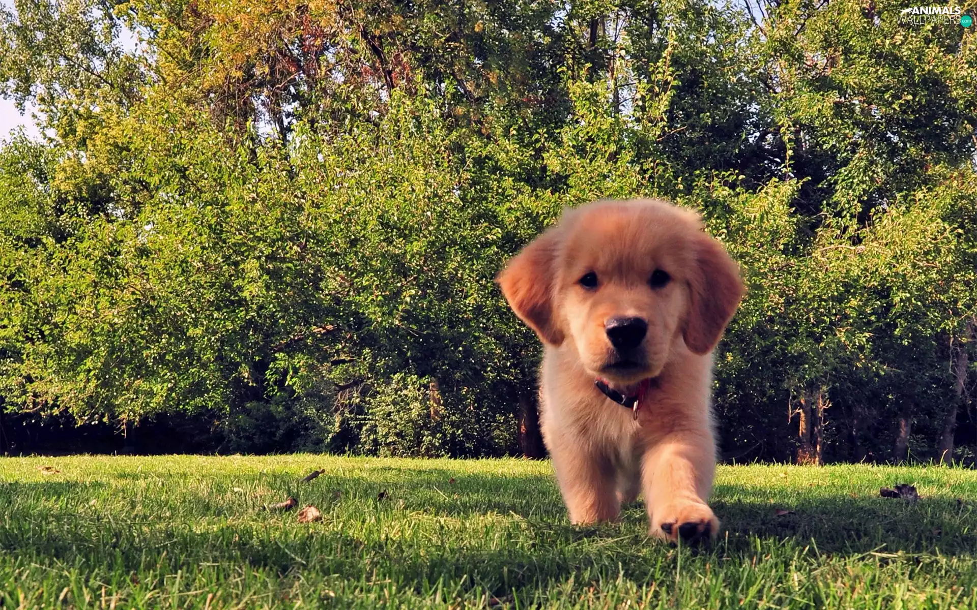 Puppy, trees, viewes, grass