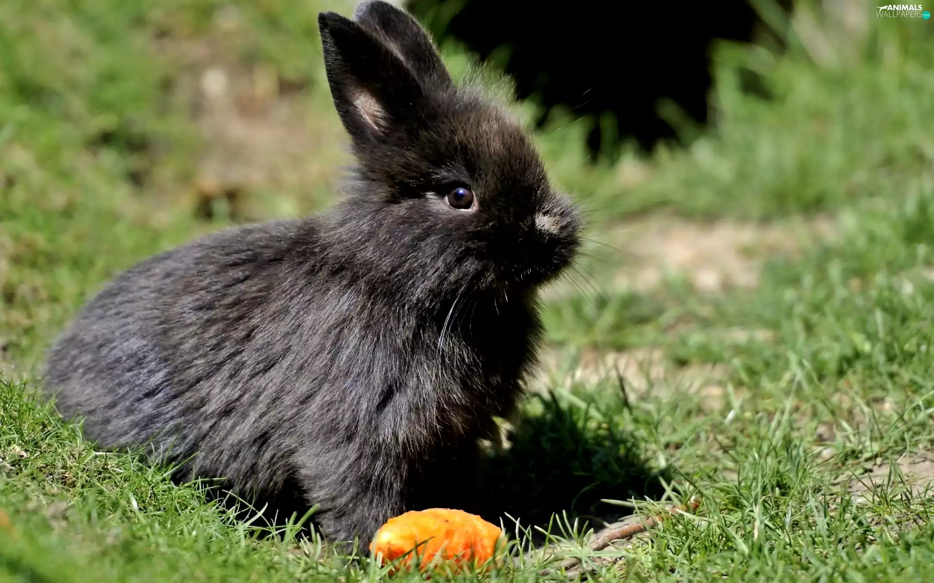 grass, Black, Rabbit