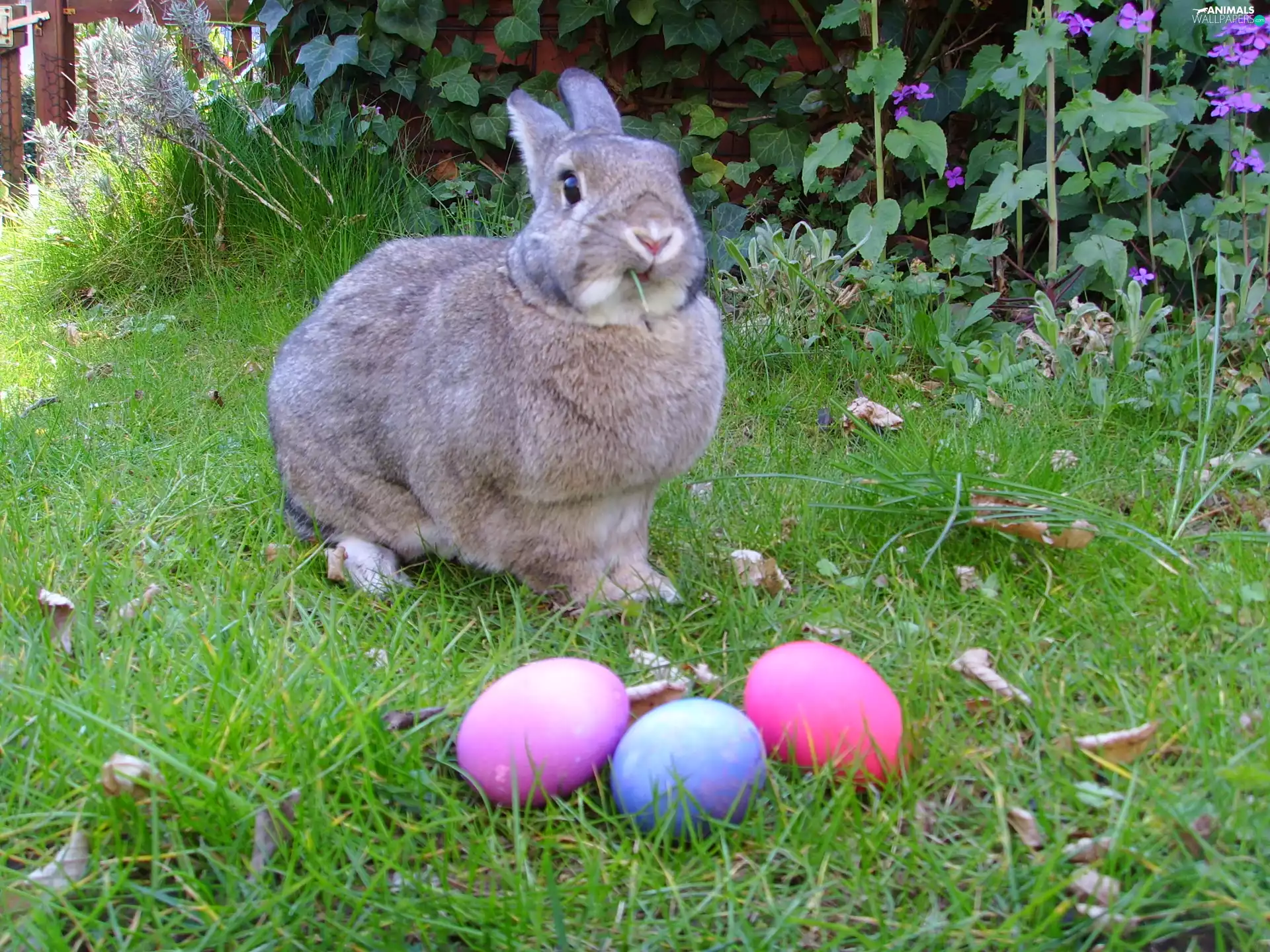 eggs, grass, rabbit, eggs, Easter