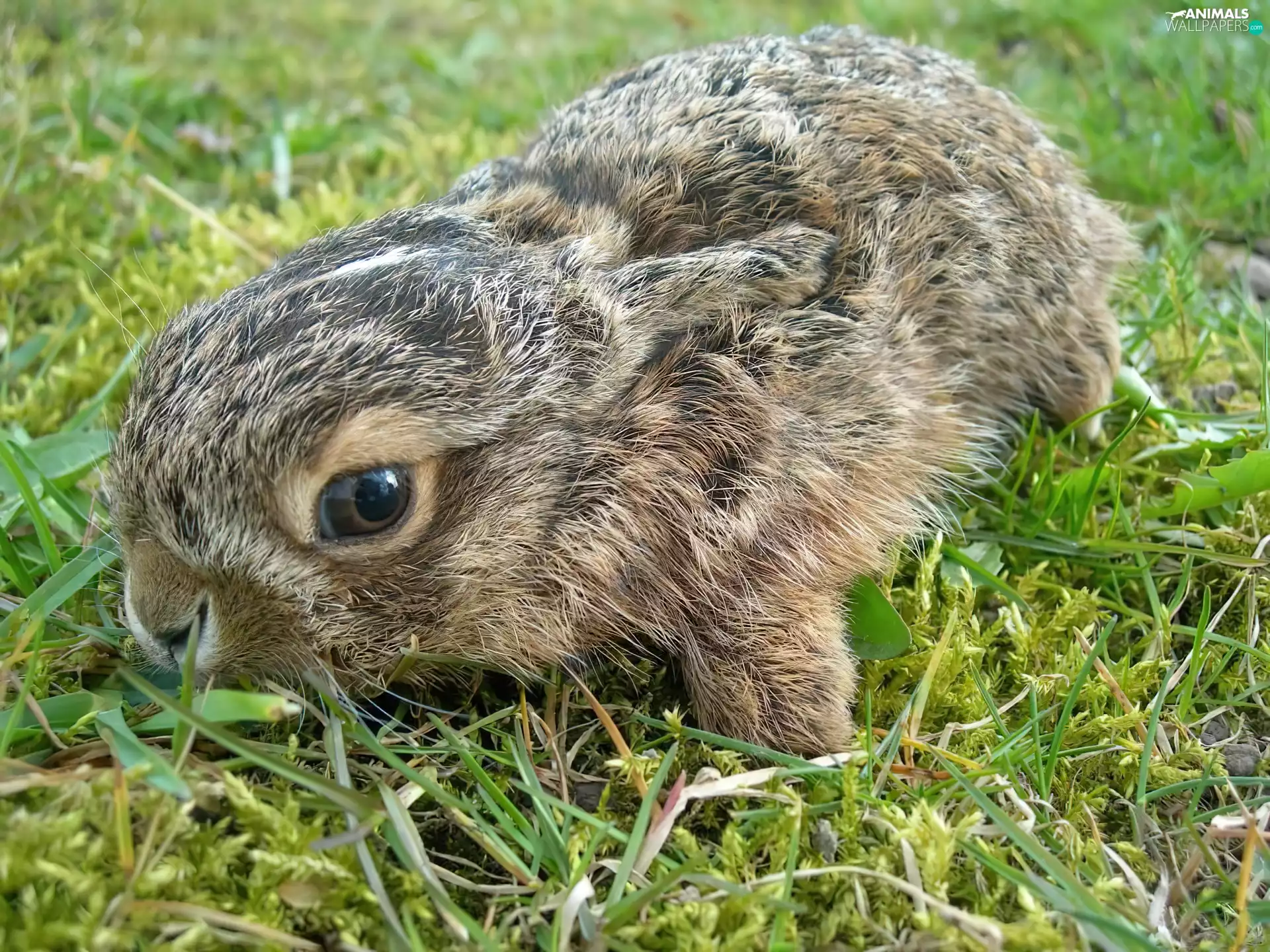 grass, small, rabbit