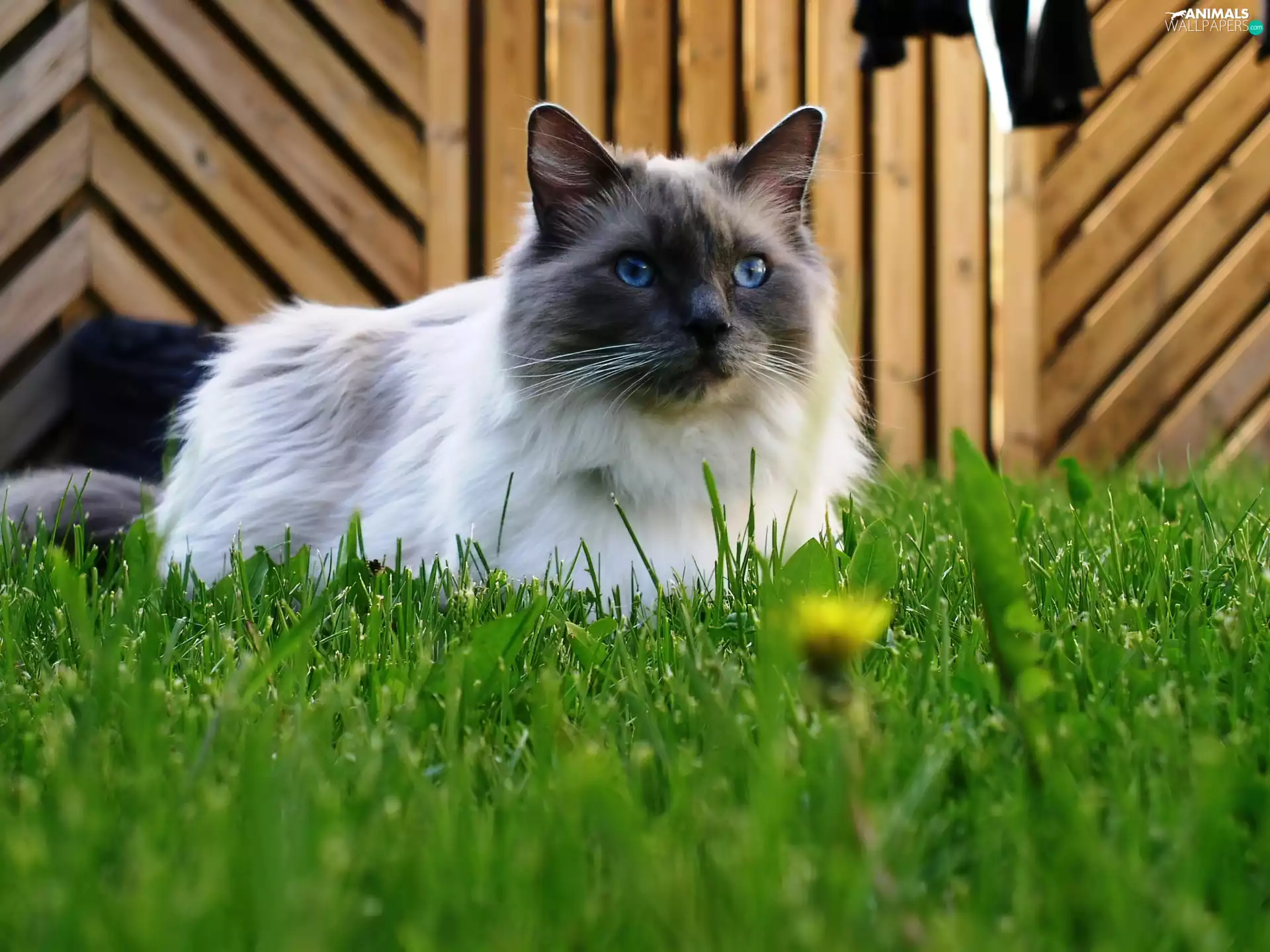 grass, kitten, Ragdoll