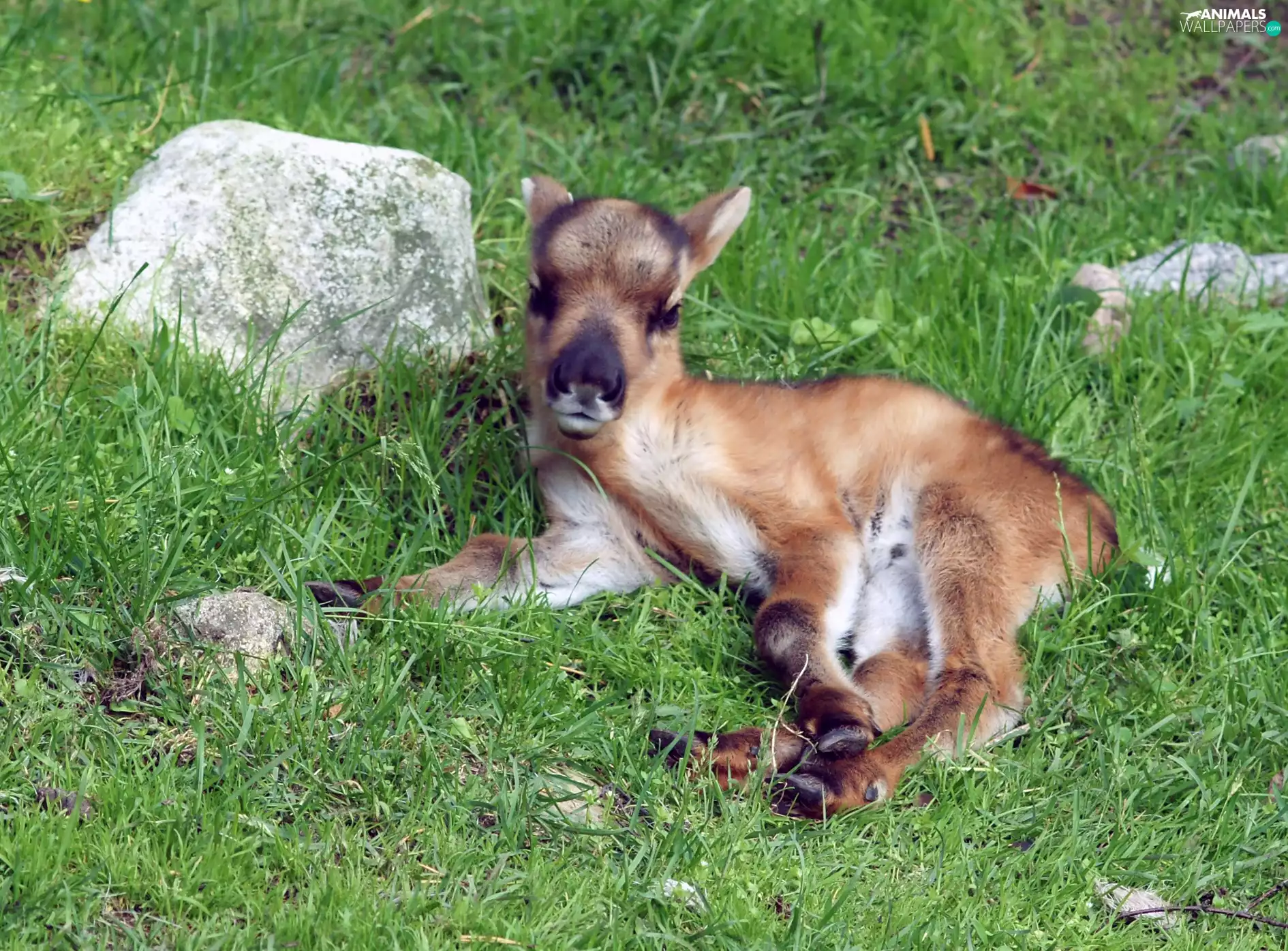 an, grass, reindeer, lying, young