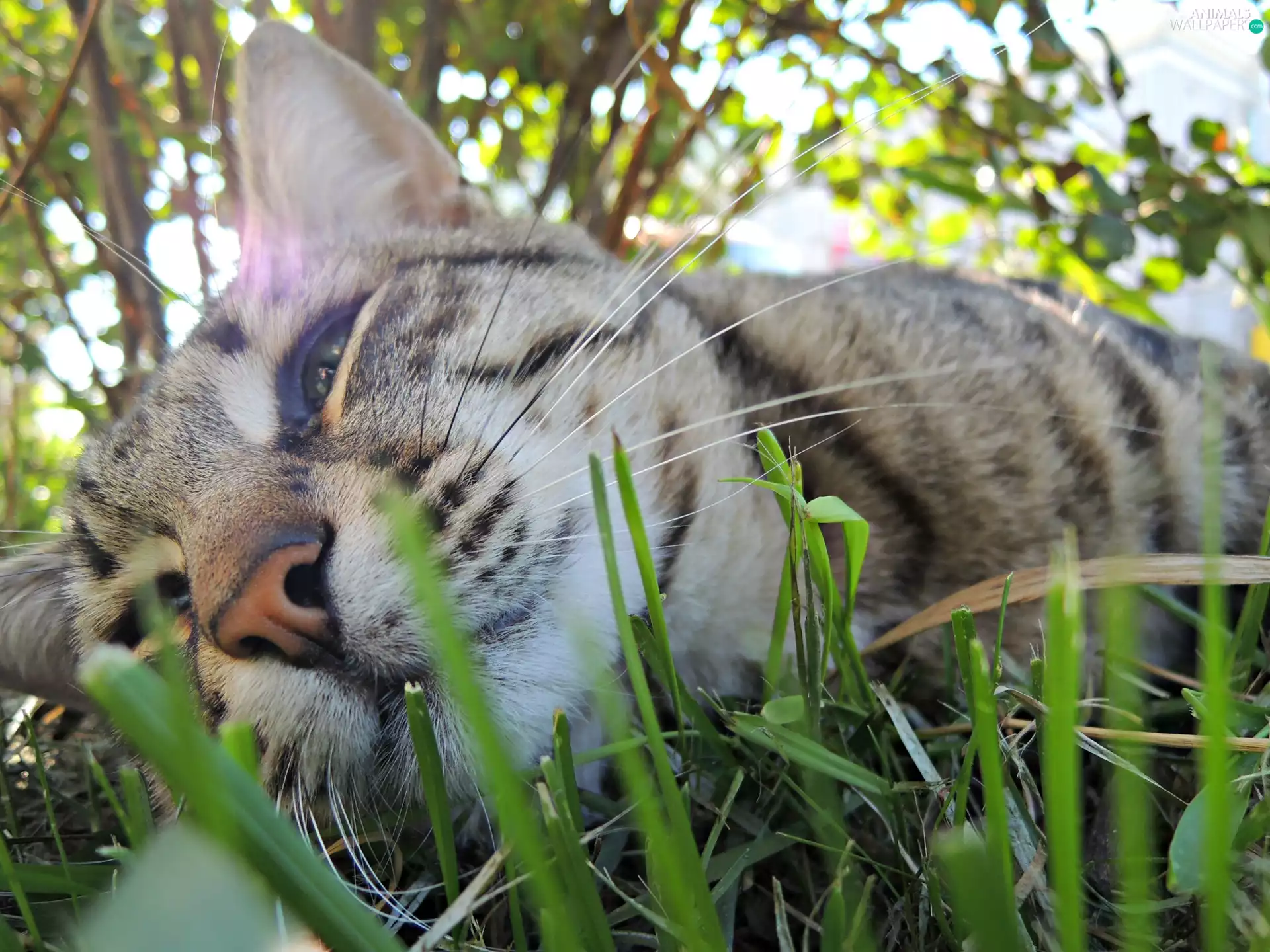 grass, cat, resting