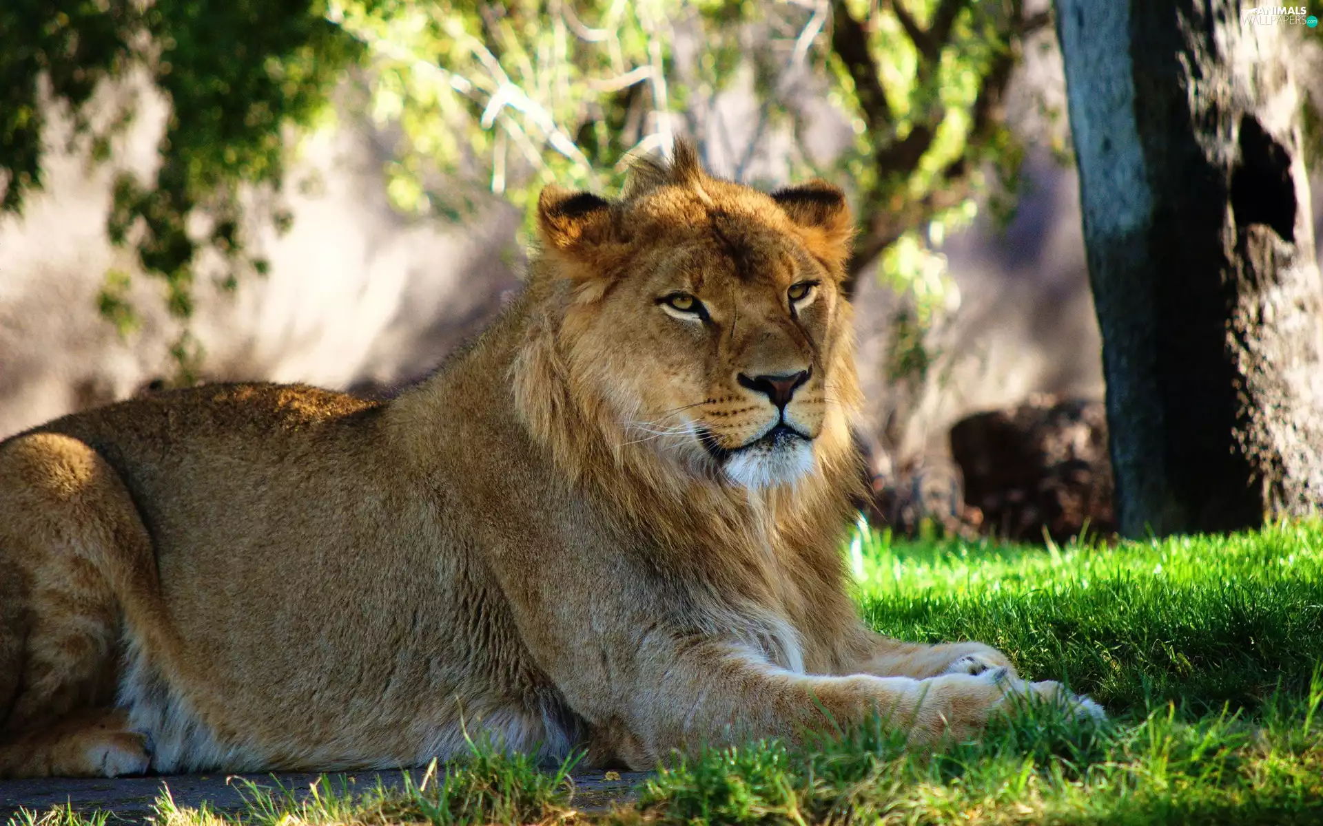 grass, Lion, resting