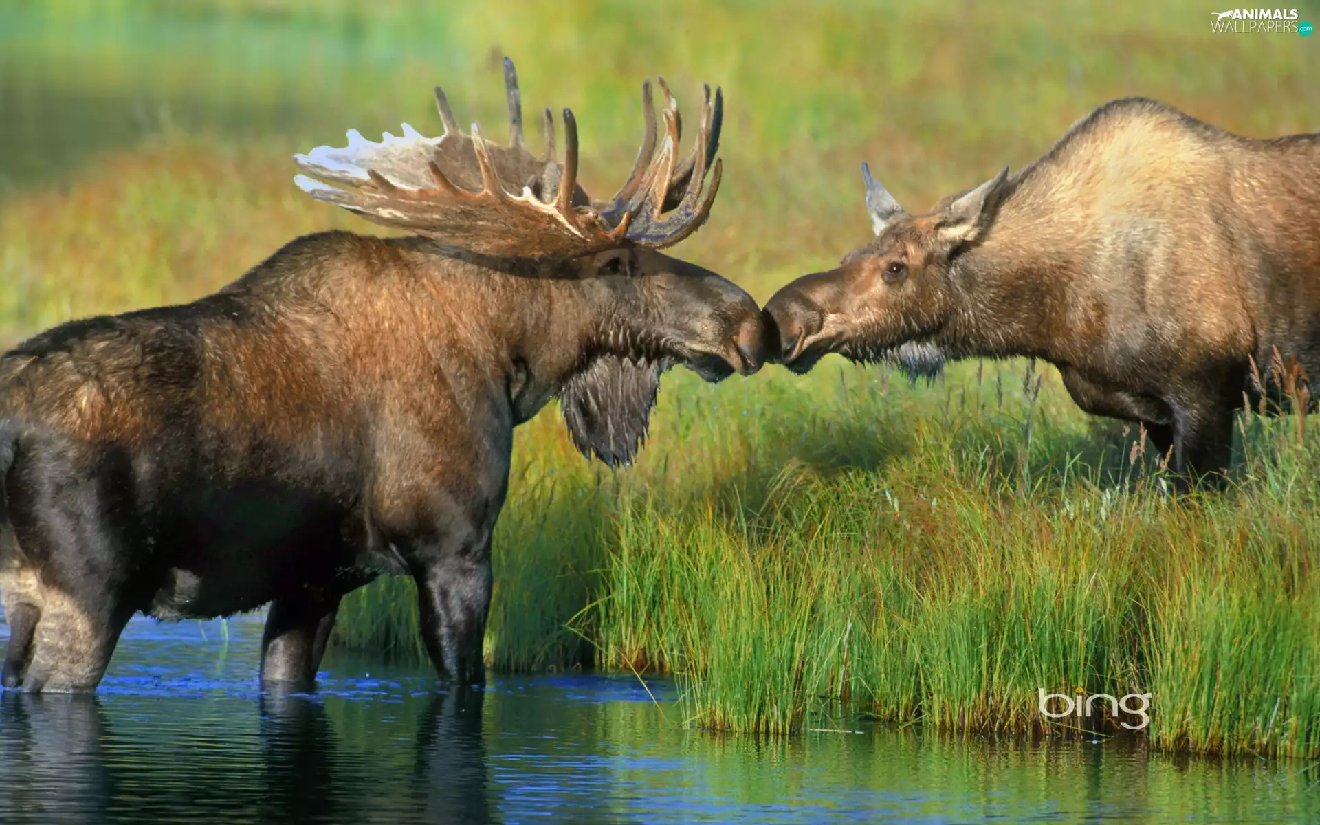 grass, elks, River