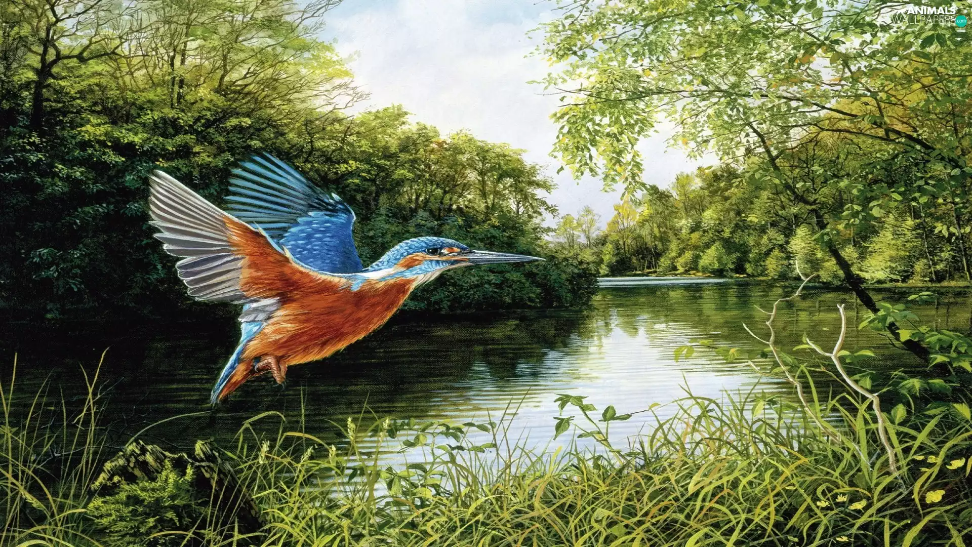 trees, kingfisher, River, grass, Bird, viewes, graphics