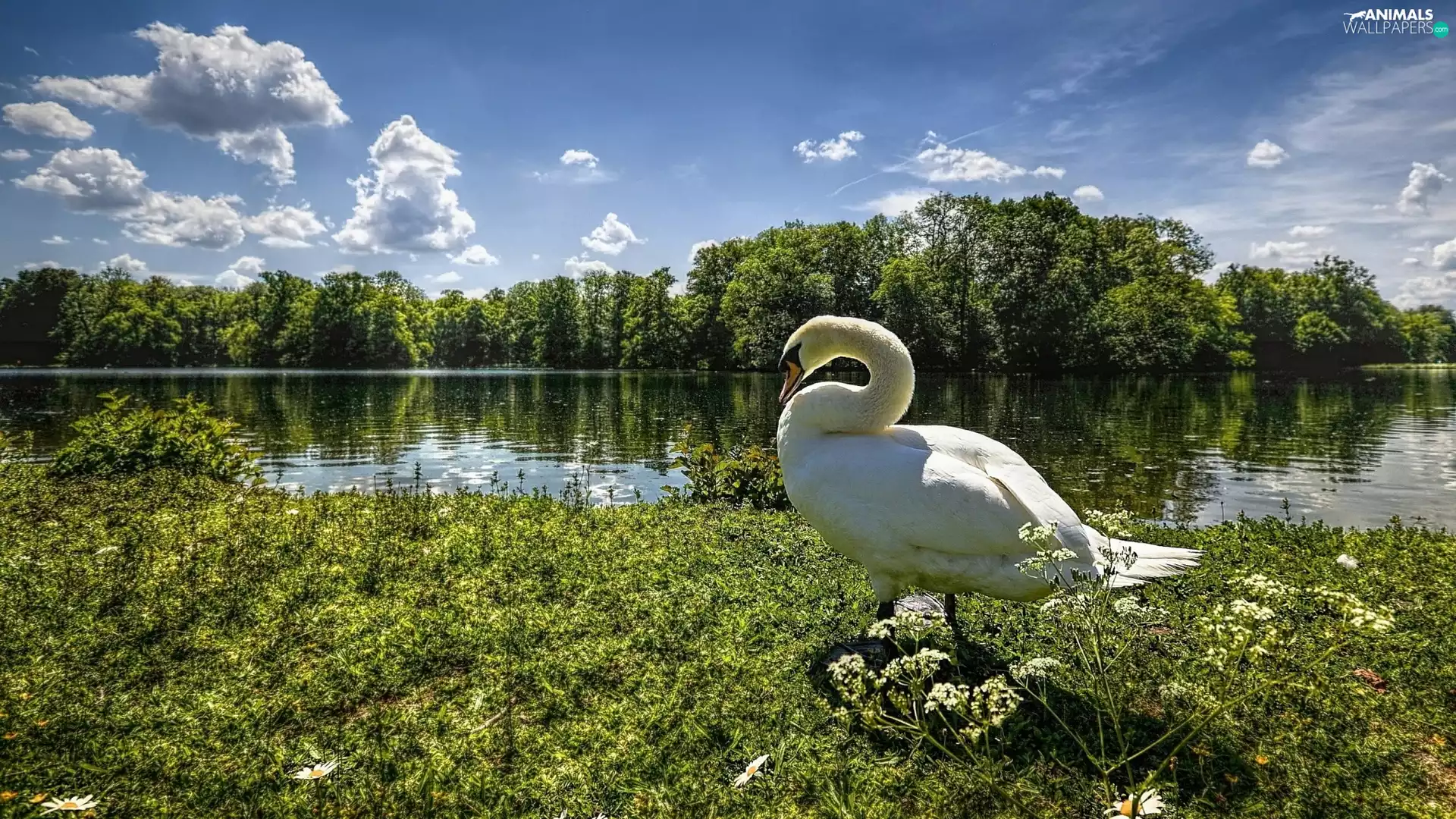 Meadow, Swans, viewes, grass, trees, River