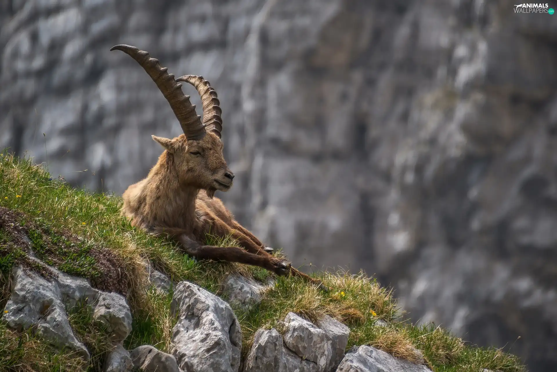 grass, ibex, Rocks