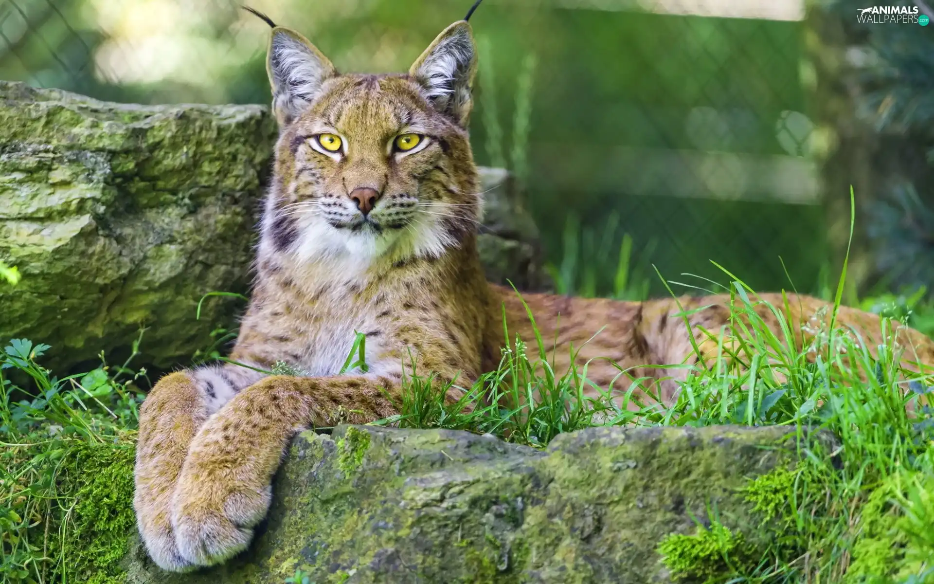 grass, Lynx, Rocks