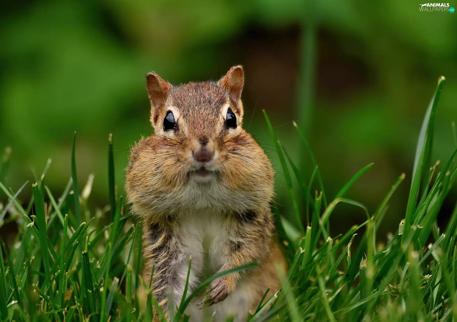 grass, Chipmunk, rodent