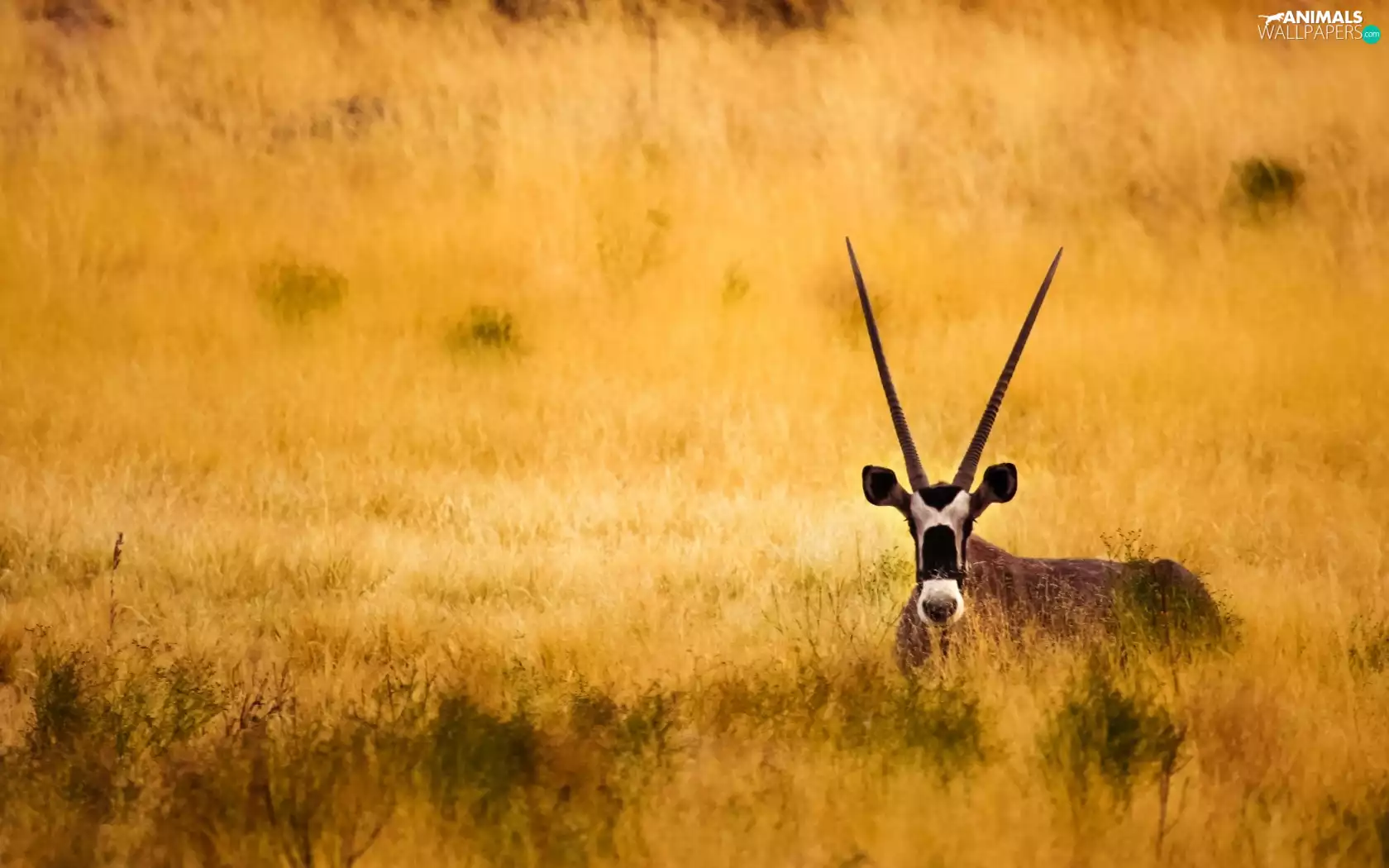 grass, Antelope, savanna