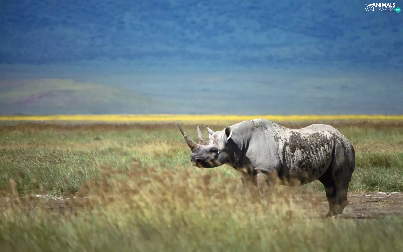 grass, Rhino, savanna