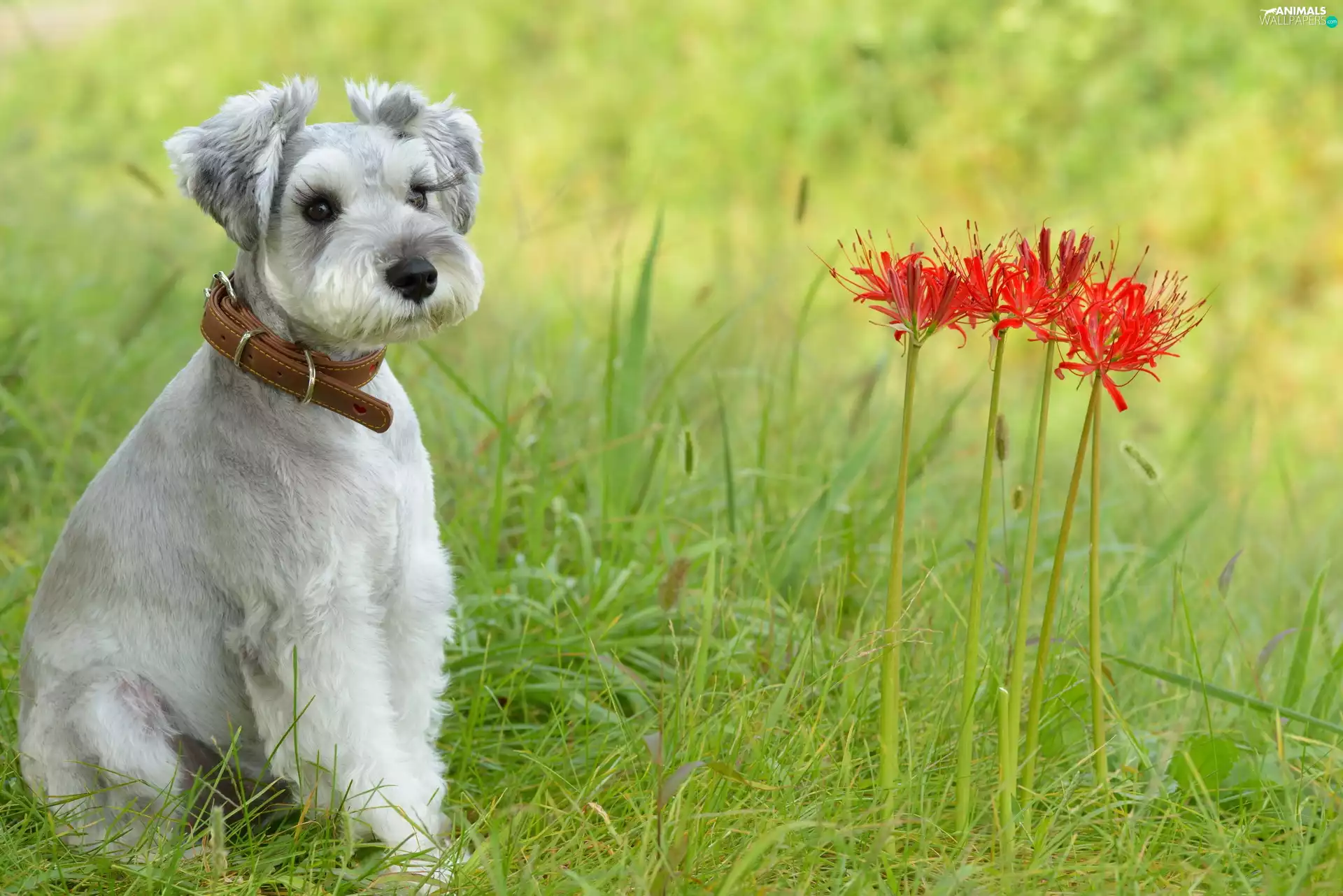 grass, doggy, Schnauzer