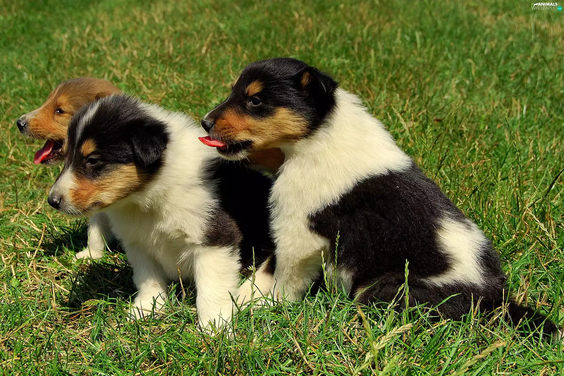 Dogs, grass, Scottish Shepherd, puppies