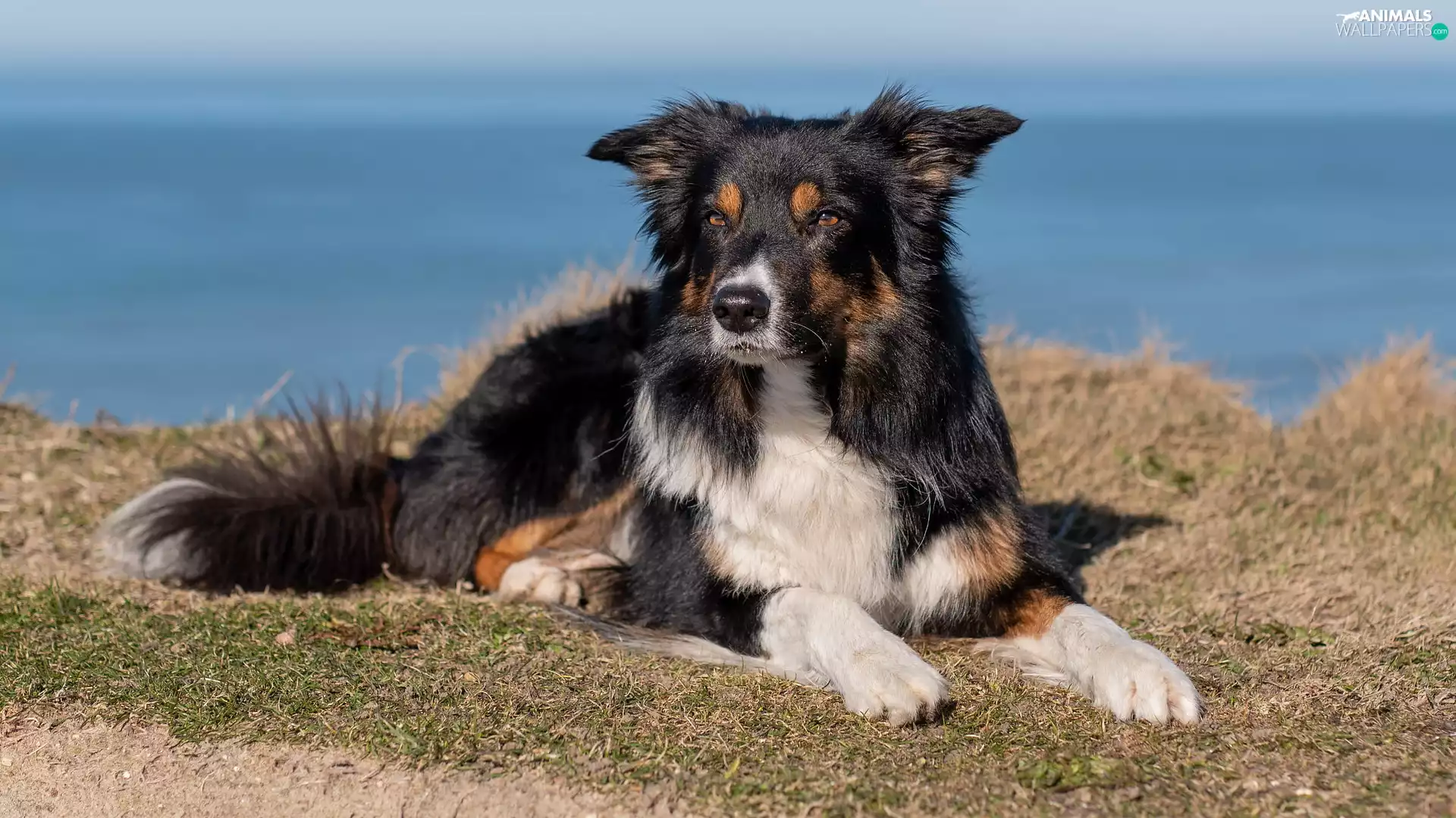 dog, grass, sea, Border Collie