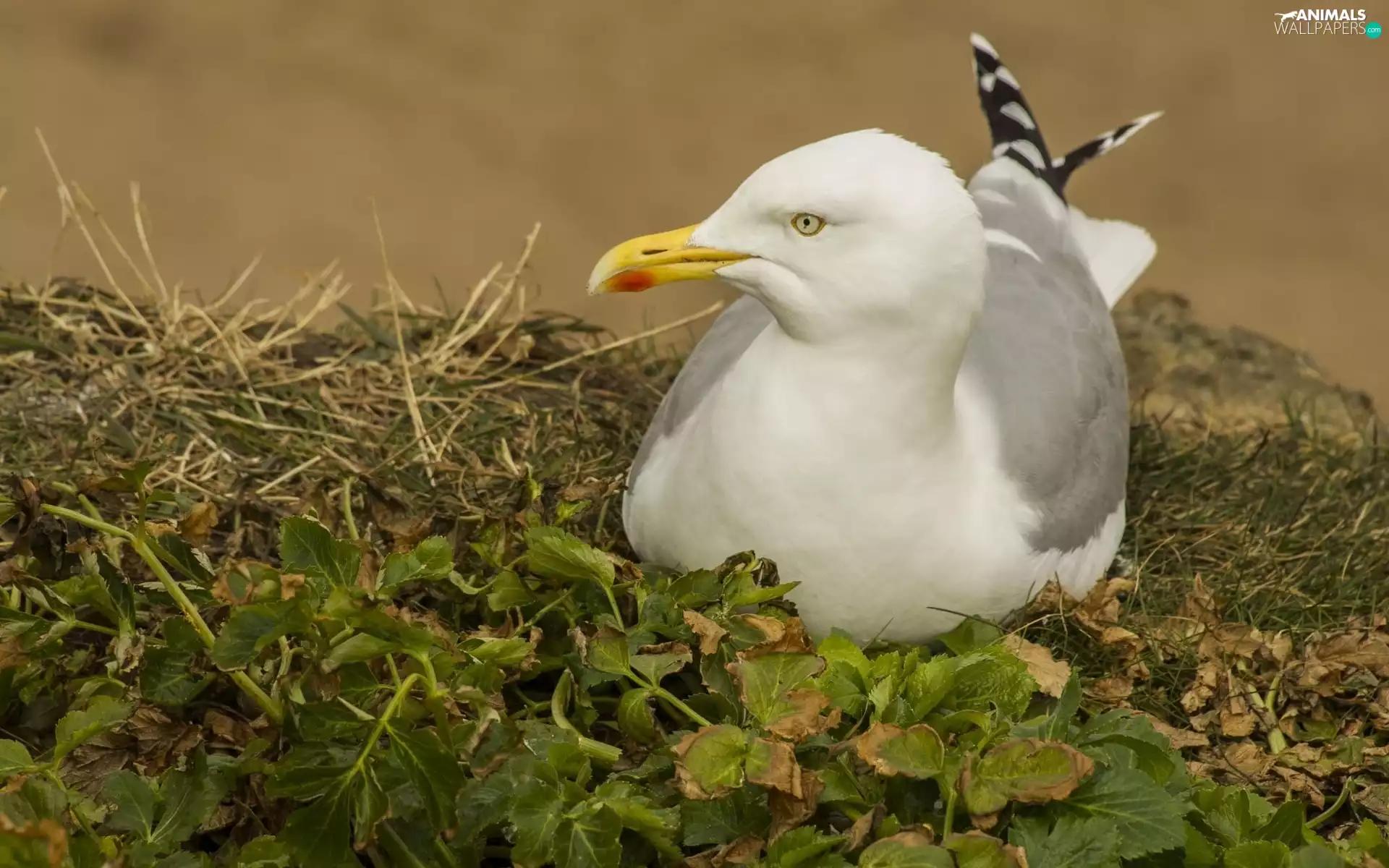 grass, Bird, seagull