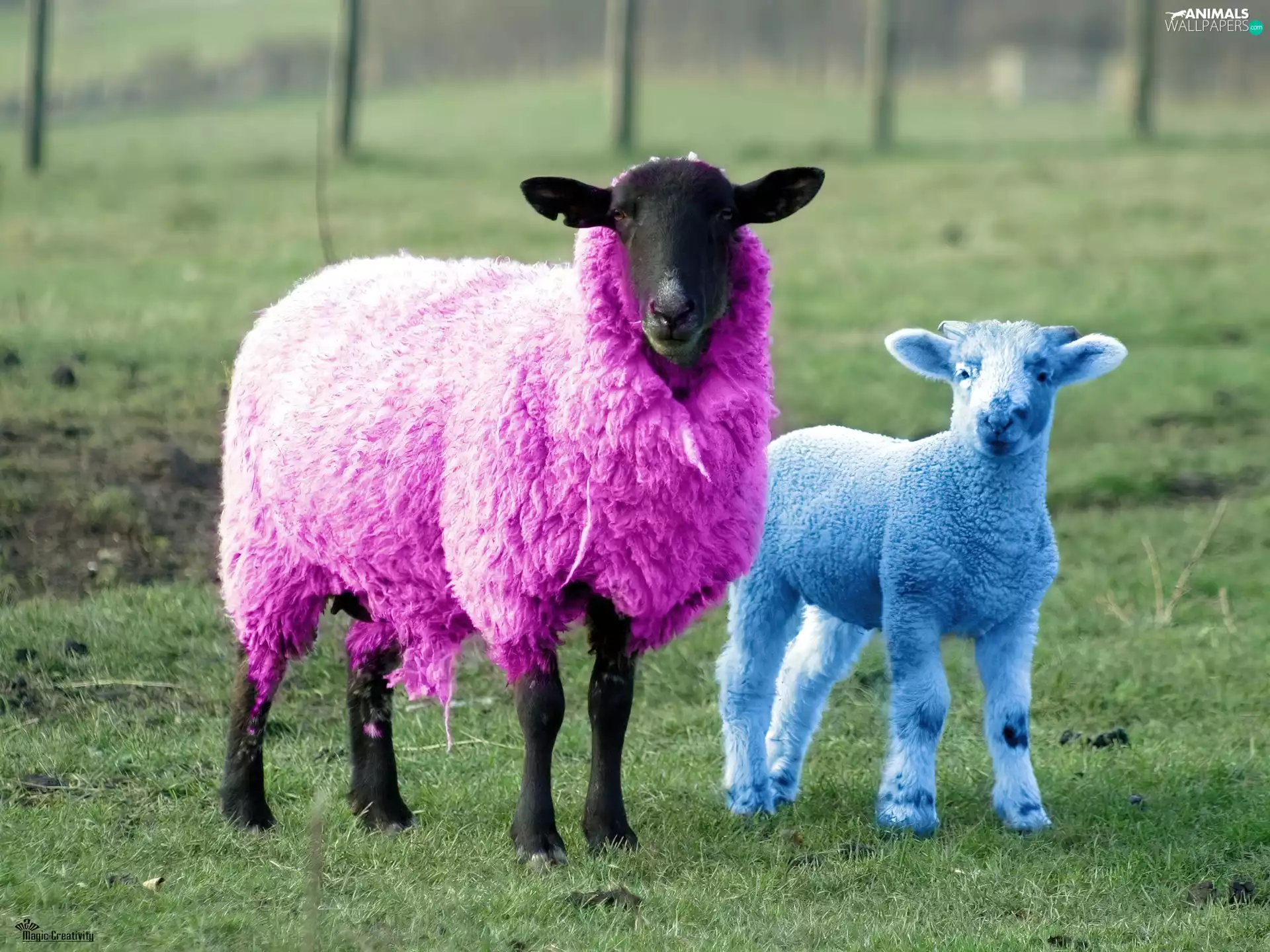 grass, color, Sheep