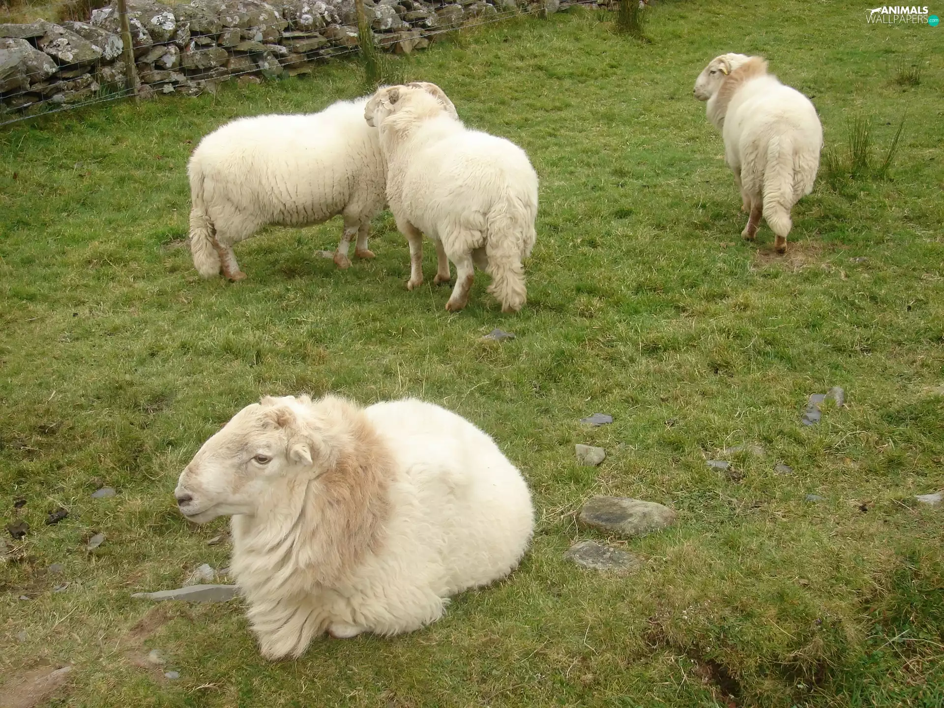 grass, four, Sheep