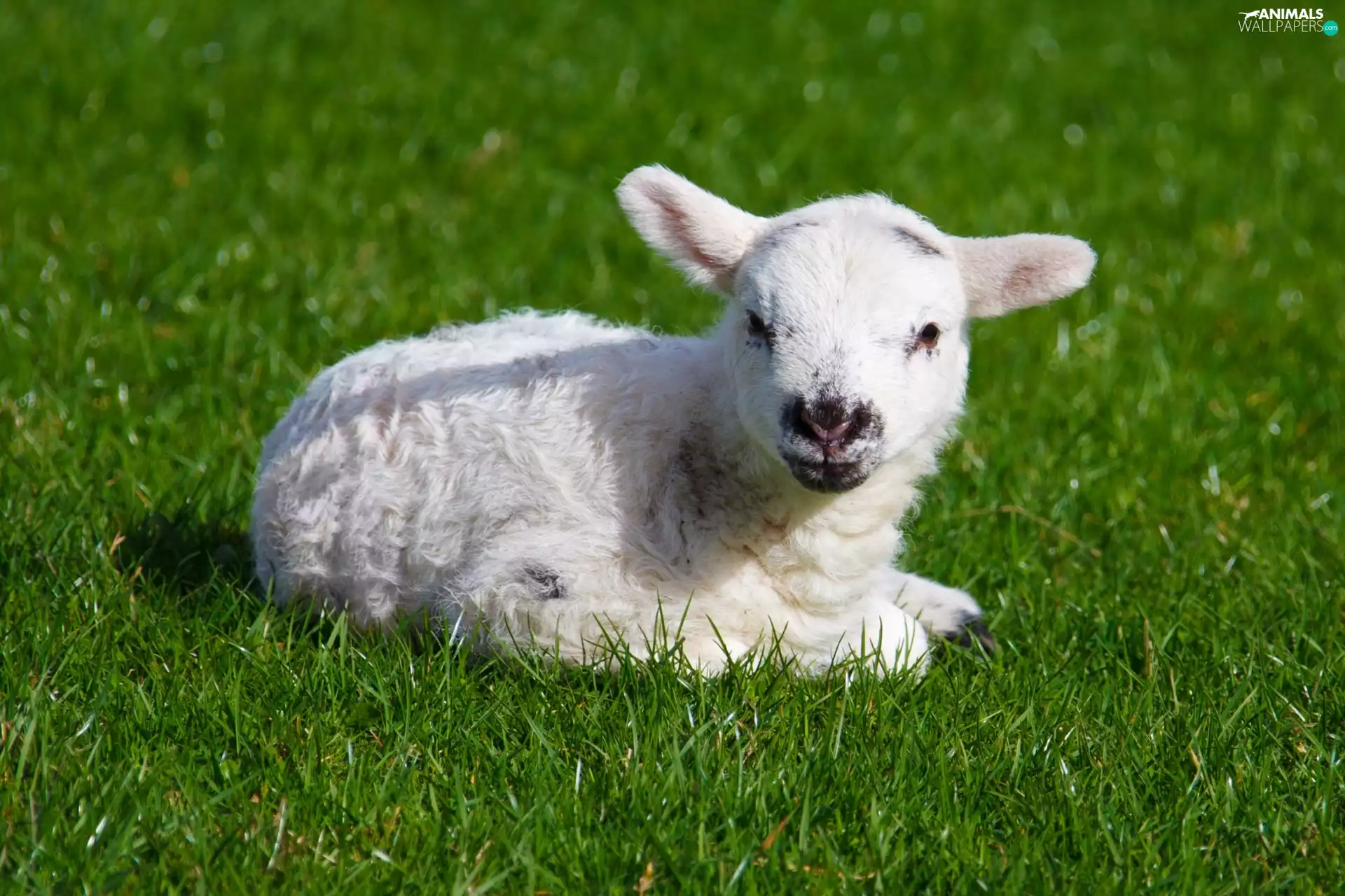 grass, small, sheep