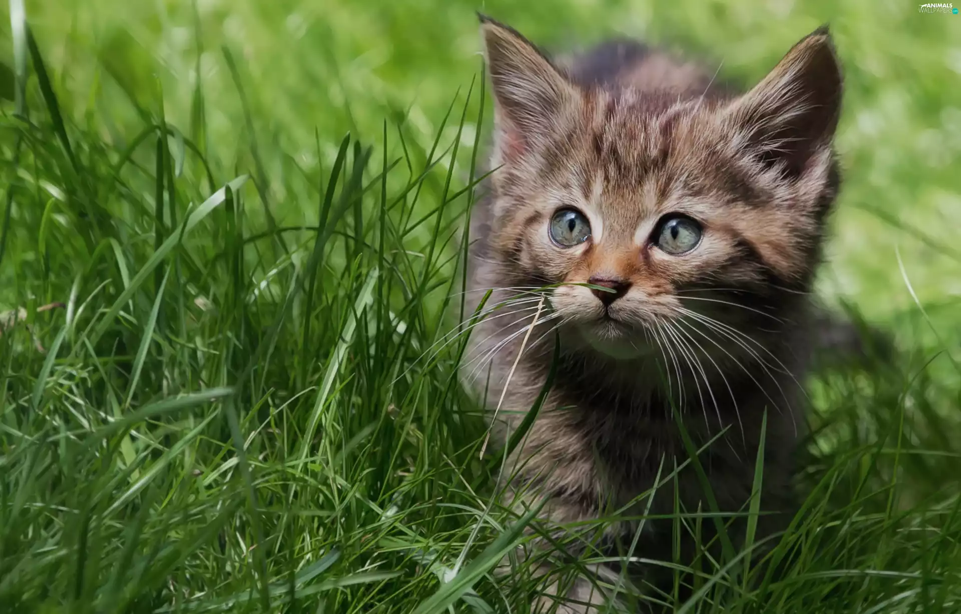 Meadow, grass, small, kitten, honeyed